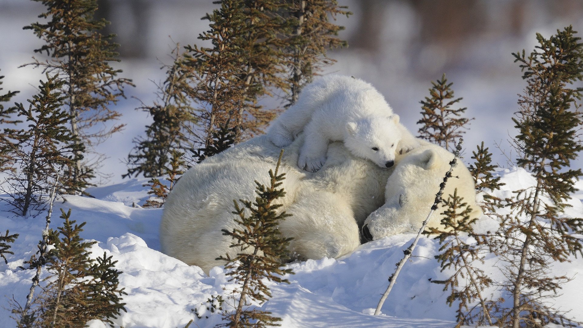 мама малыш детеныш медведица медвеженок спит белые медведи на снегу