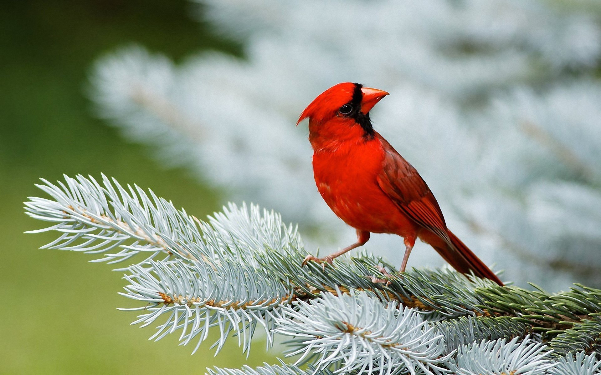 ветка птица животное зима природа без смс