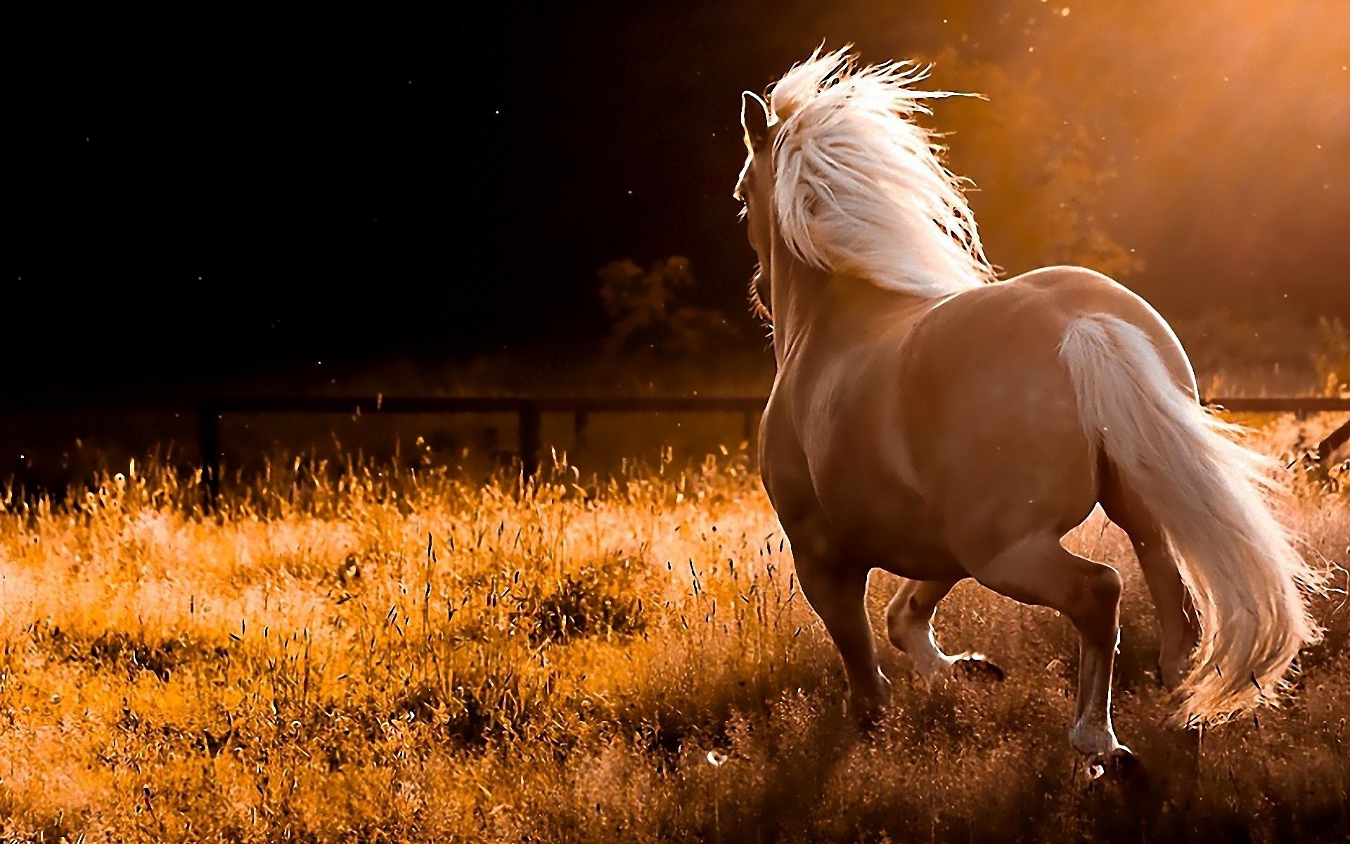рисунок графика лошадь природа животные figure graphics horse nature animals скачать