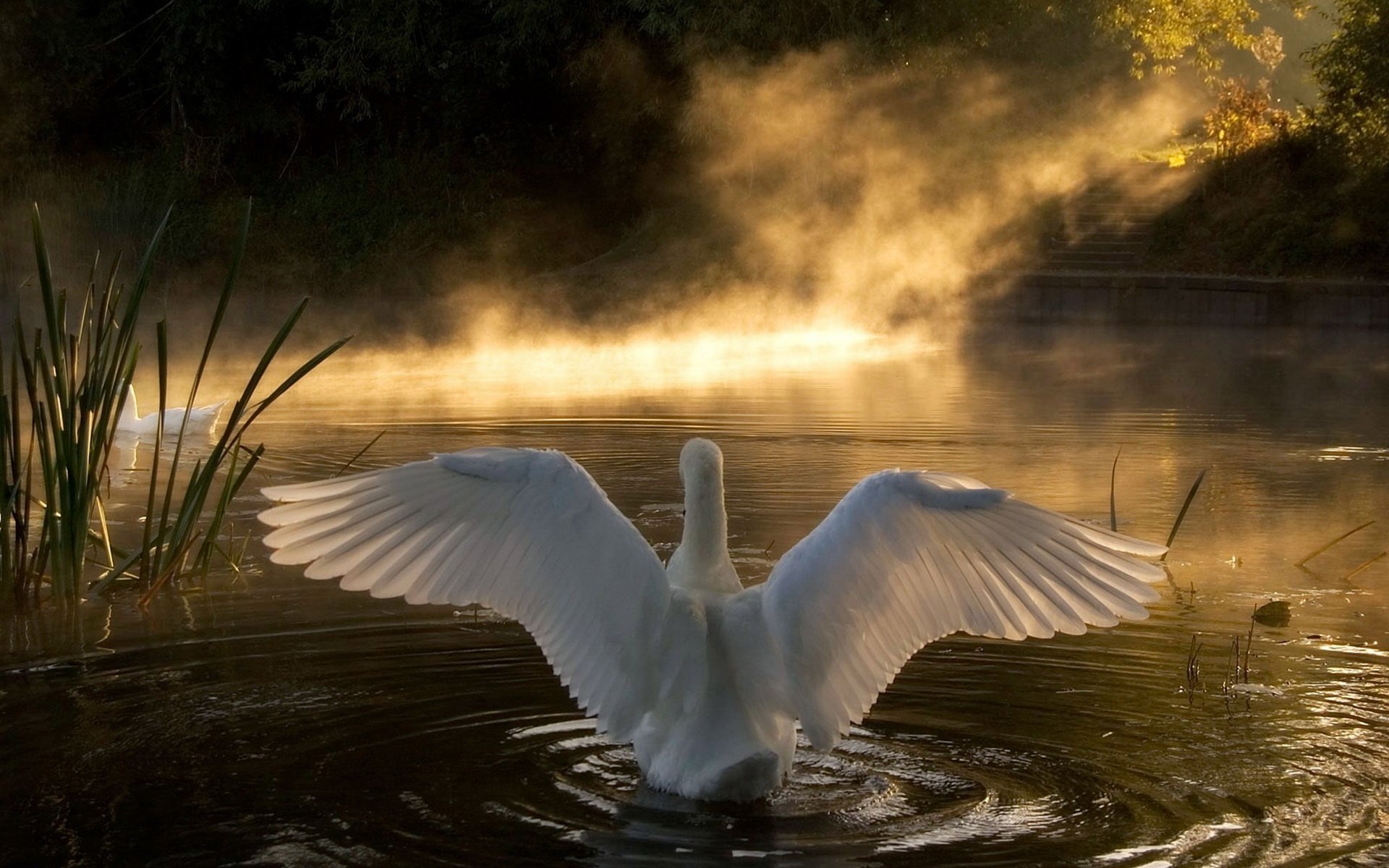 озеро белый лебедь крылья взмах перья свет лучи туман