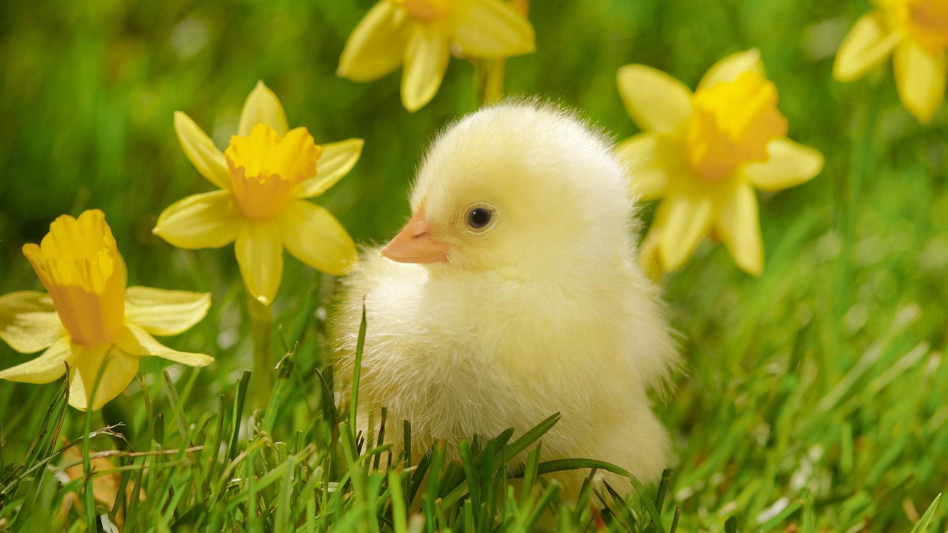 Cute spring animal wallpaper