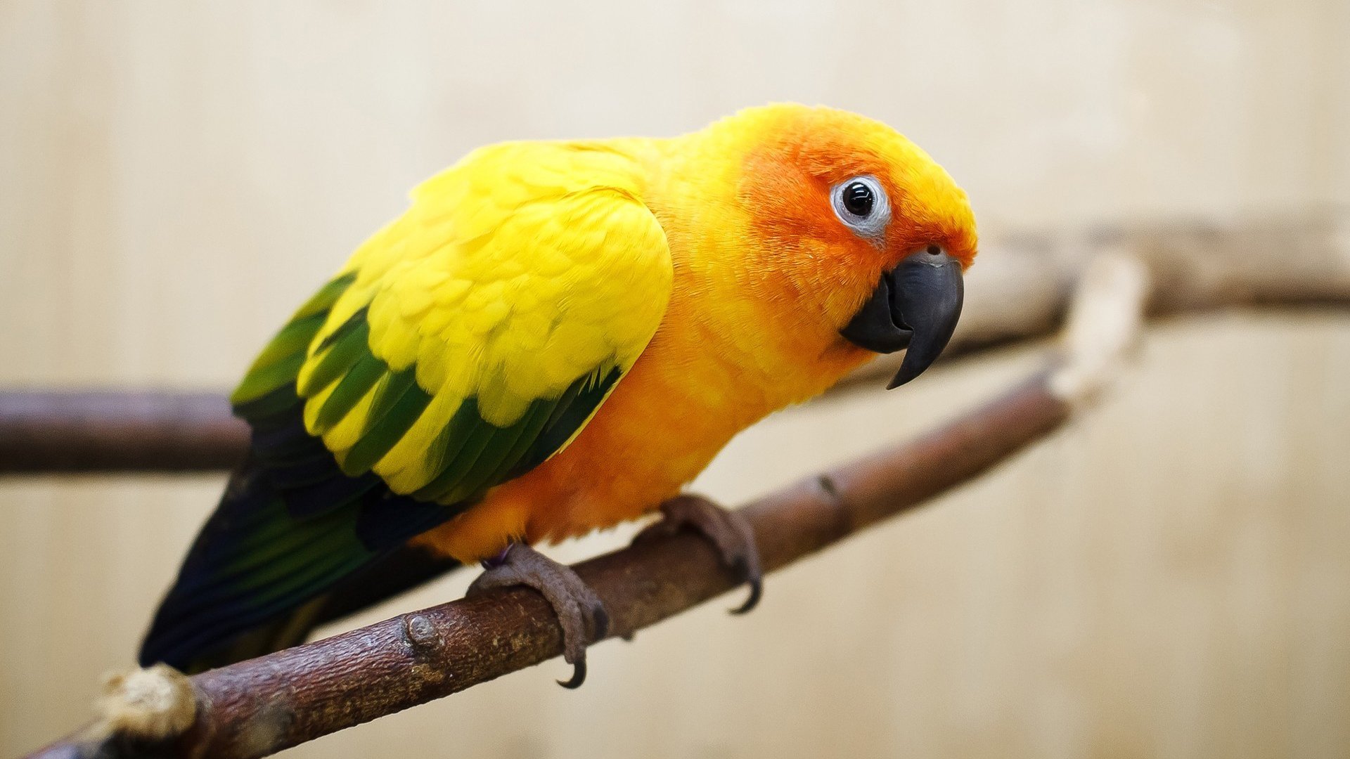 природа животные попугаи птицы бесплатно