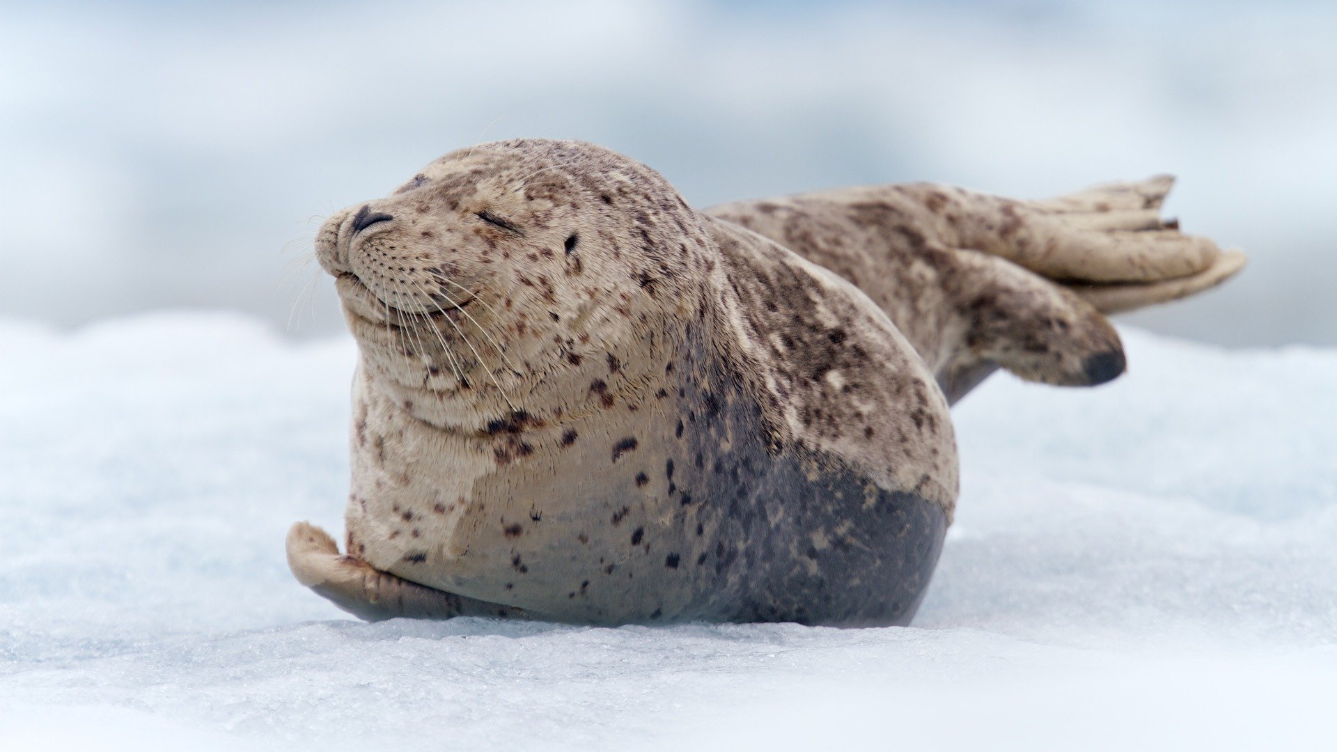 тюлень морской котик детеныш малыш снег лежит в крапинку