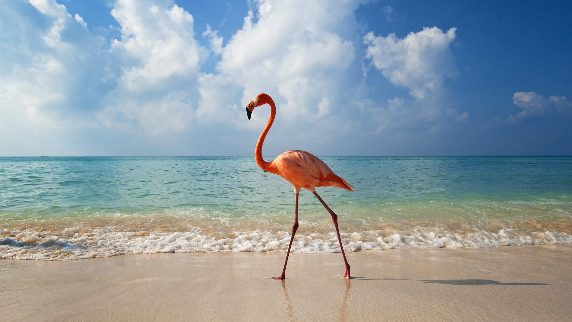 животные животных фламинго море пейзаж природа птицы вода пляж облака