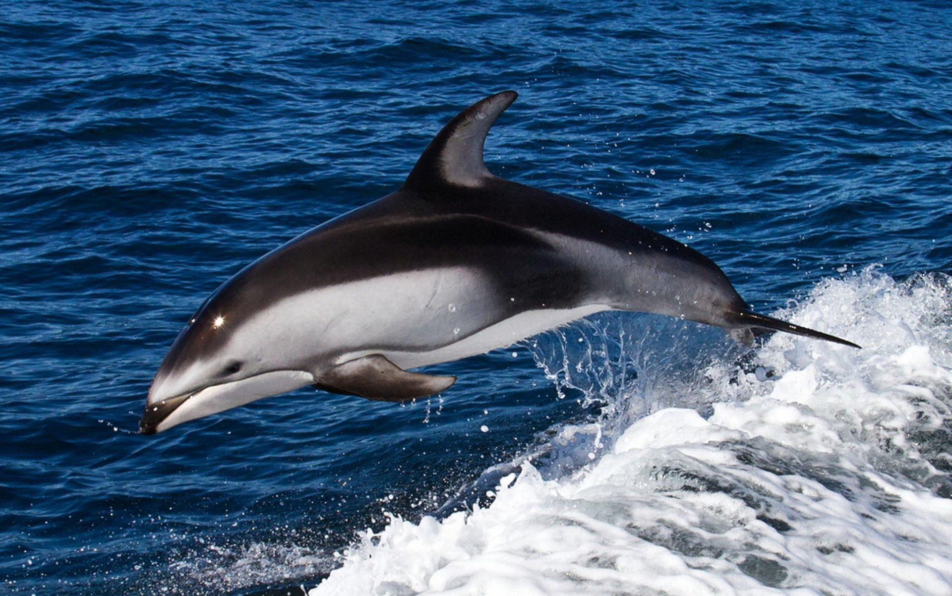 дельфин море волна прыжок