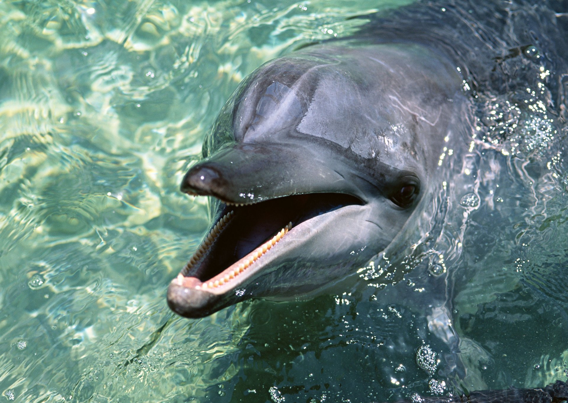 дельфин вода обои