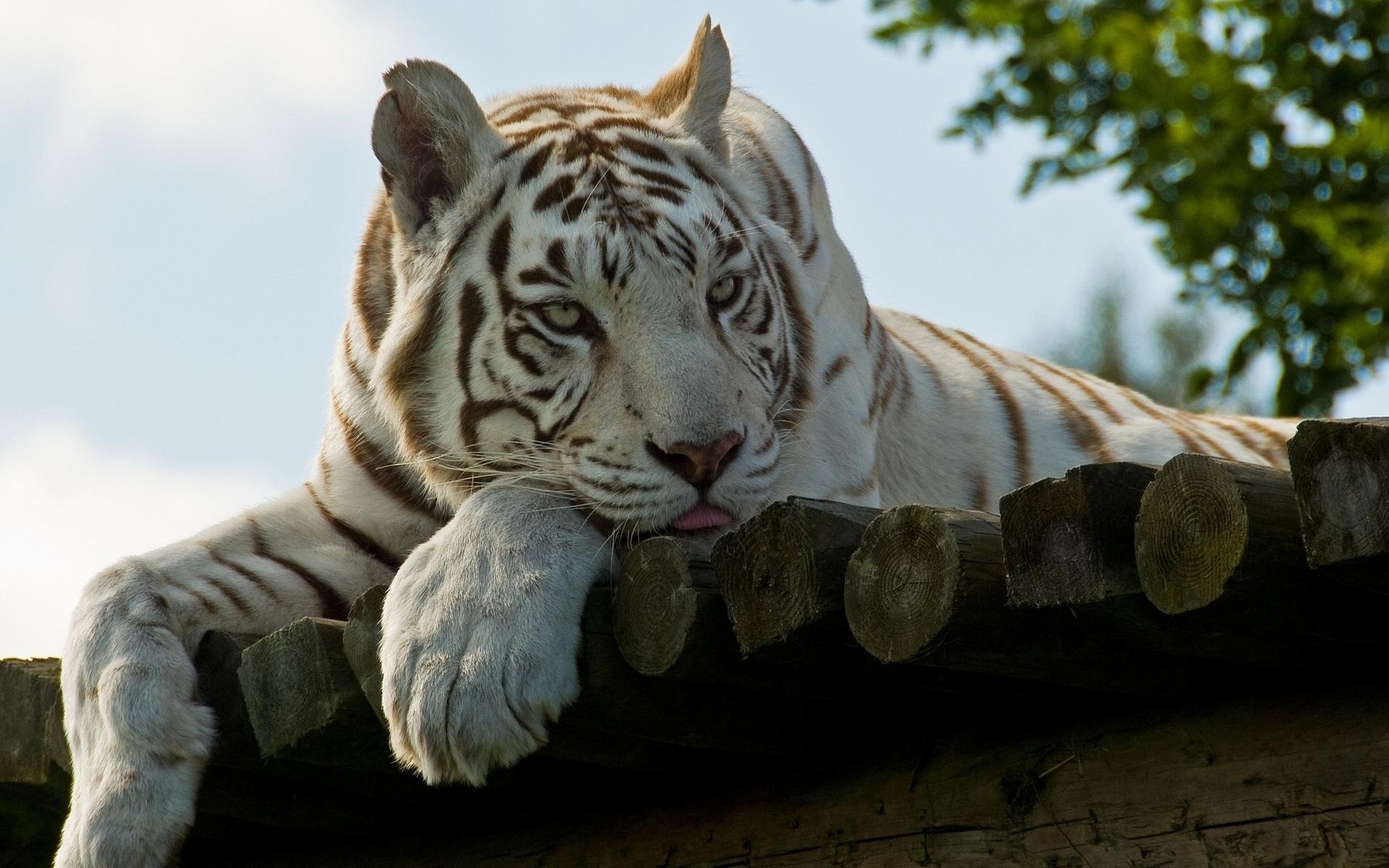 белый тигр взгляд бесплатно