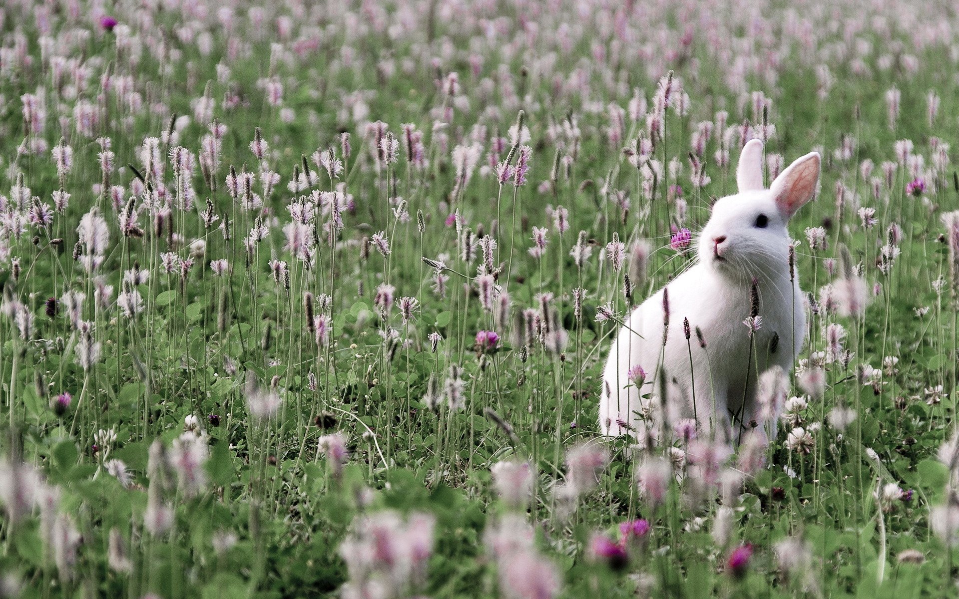 Grass animals. Белый кролик. Зайчик в траве. Кролик на лугу. Заяц в поле.