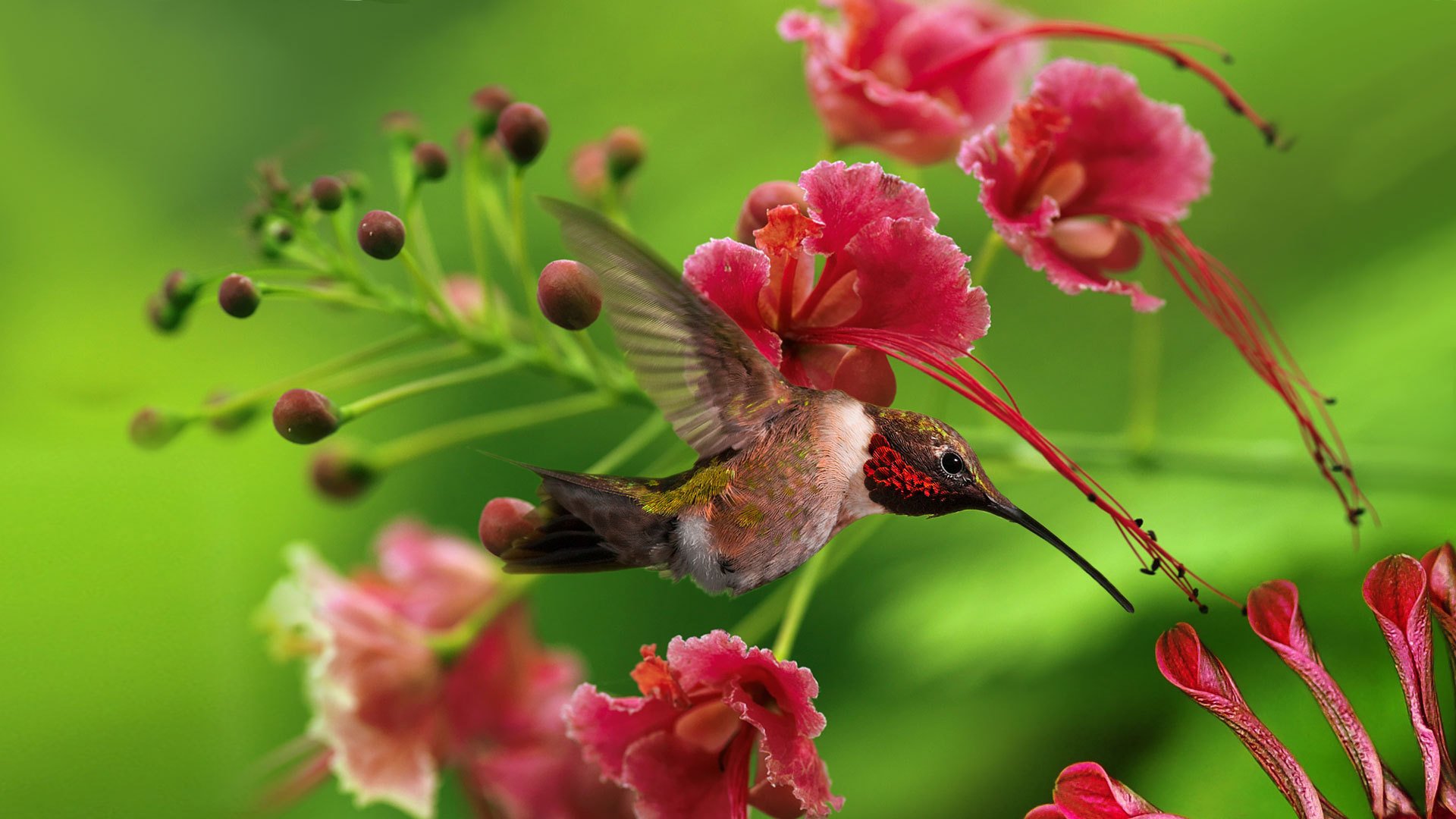 колибри цветок загрузить