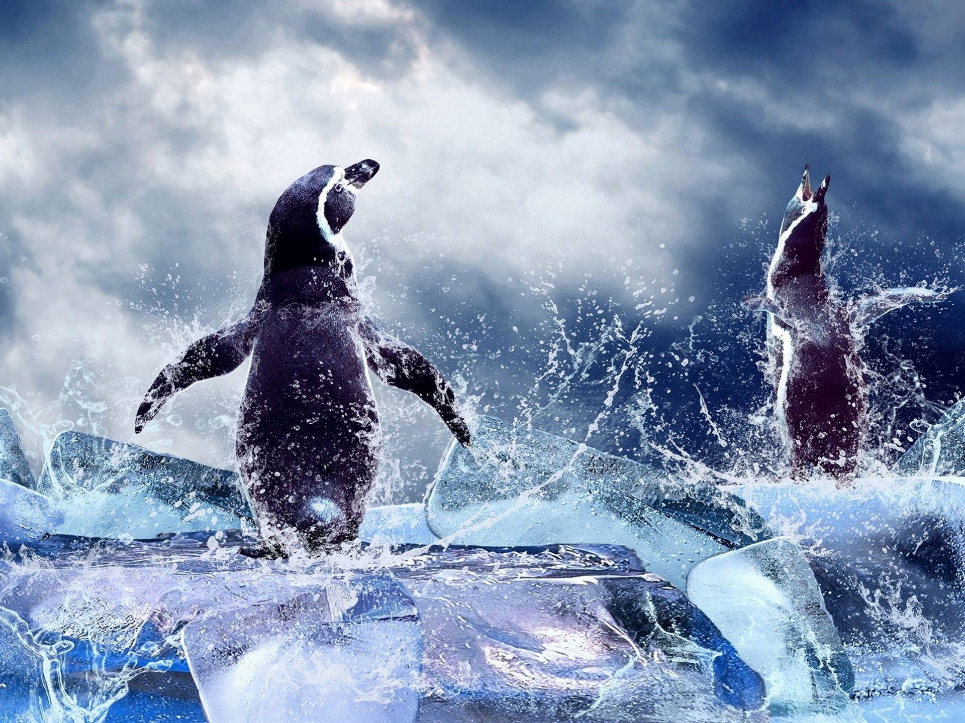 Пингвины льдина бесплатно