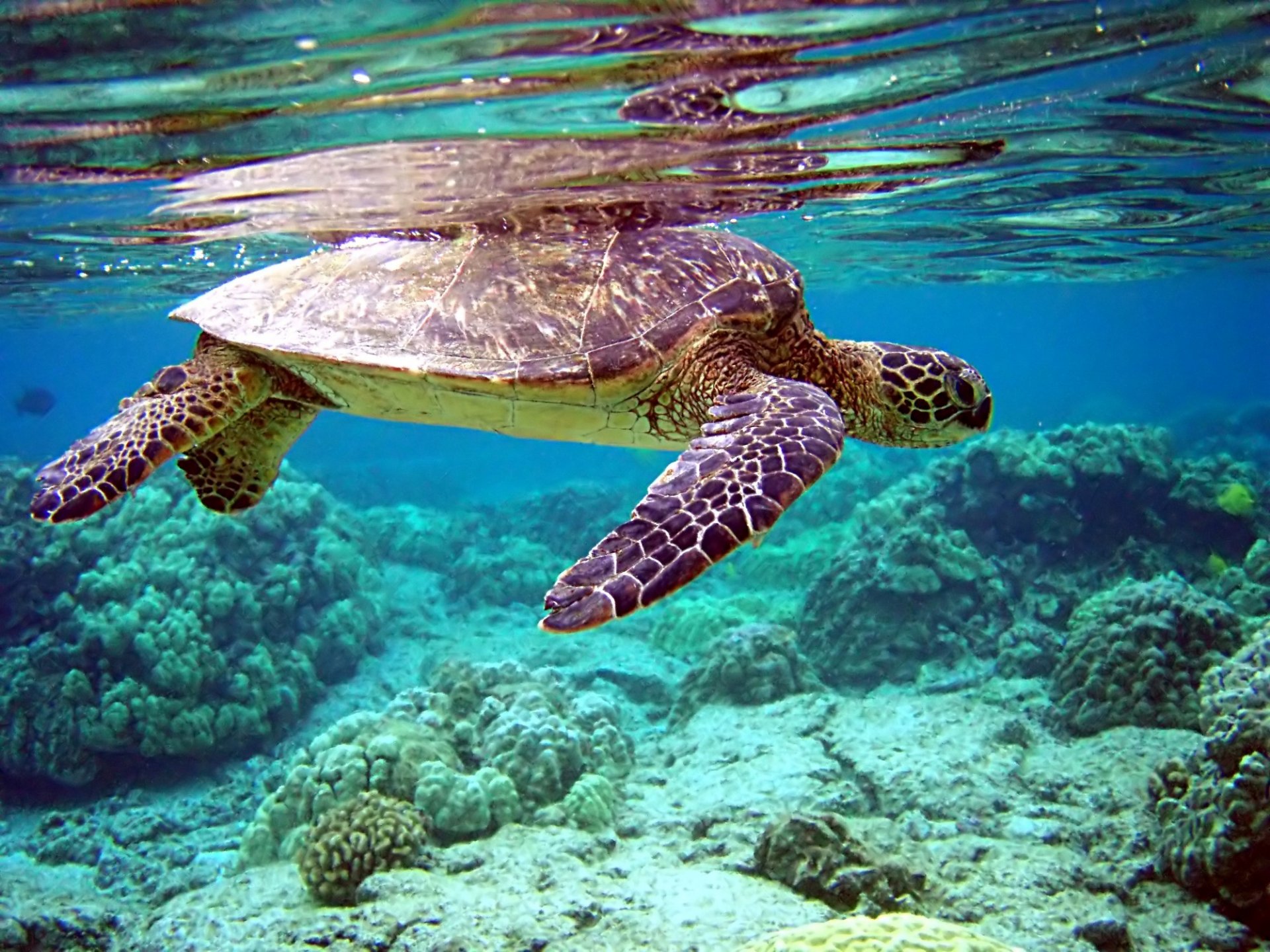 черепаха кораллы дно вода
