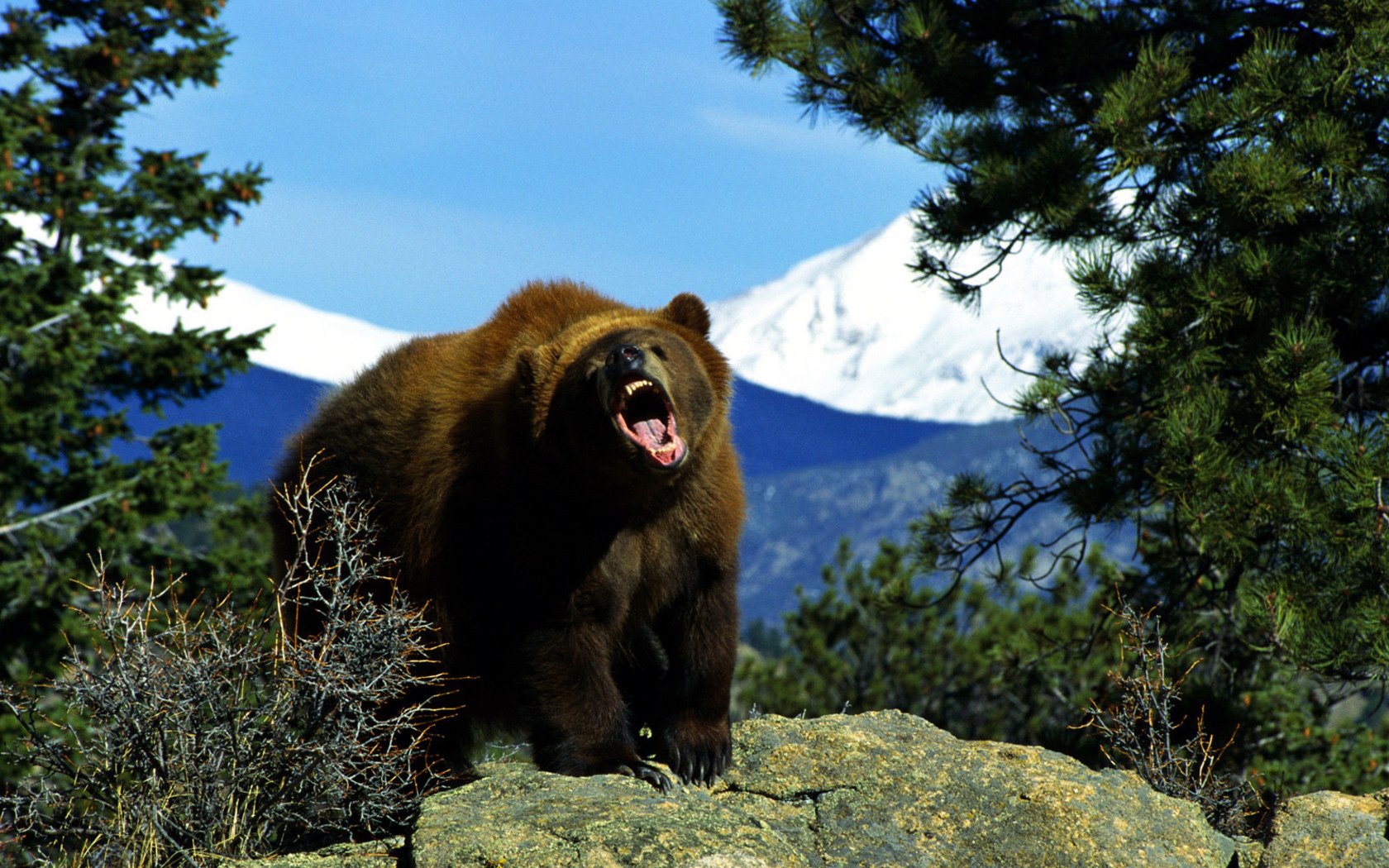 животные бурый медведь природа