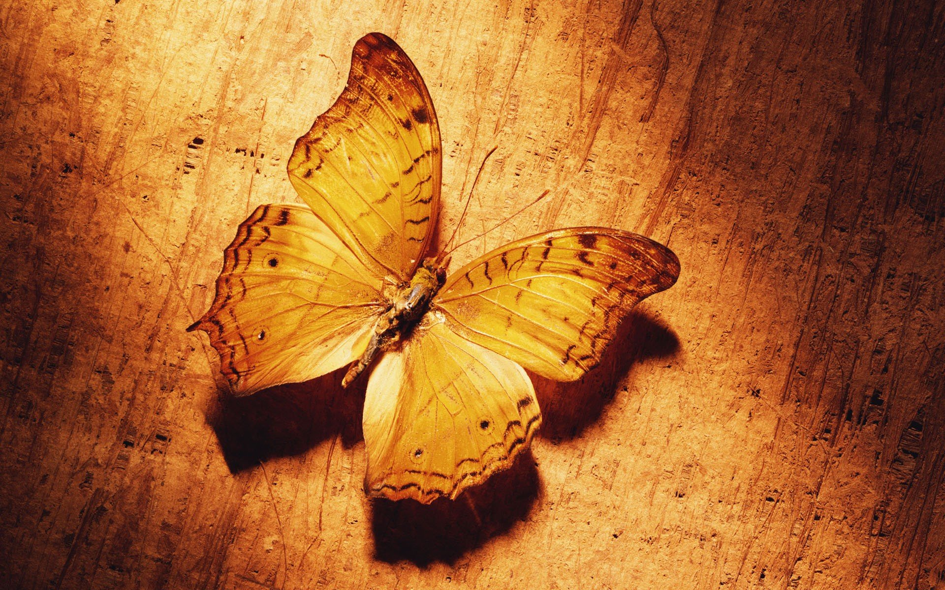 бабочка желтый
