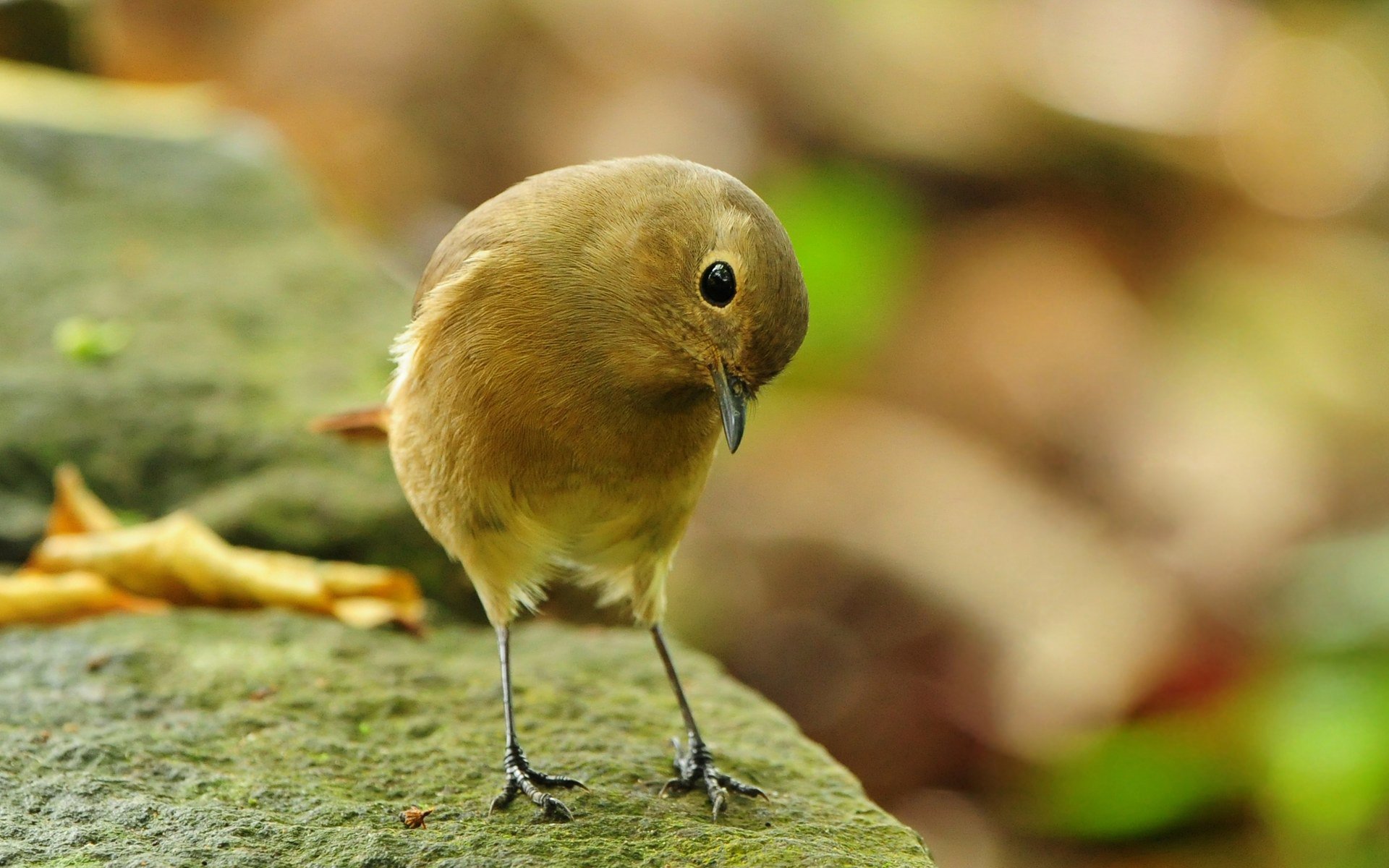 птица камень птичка-невеличка