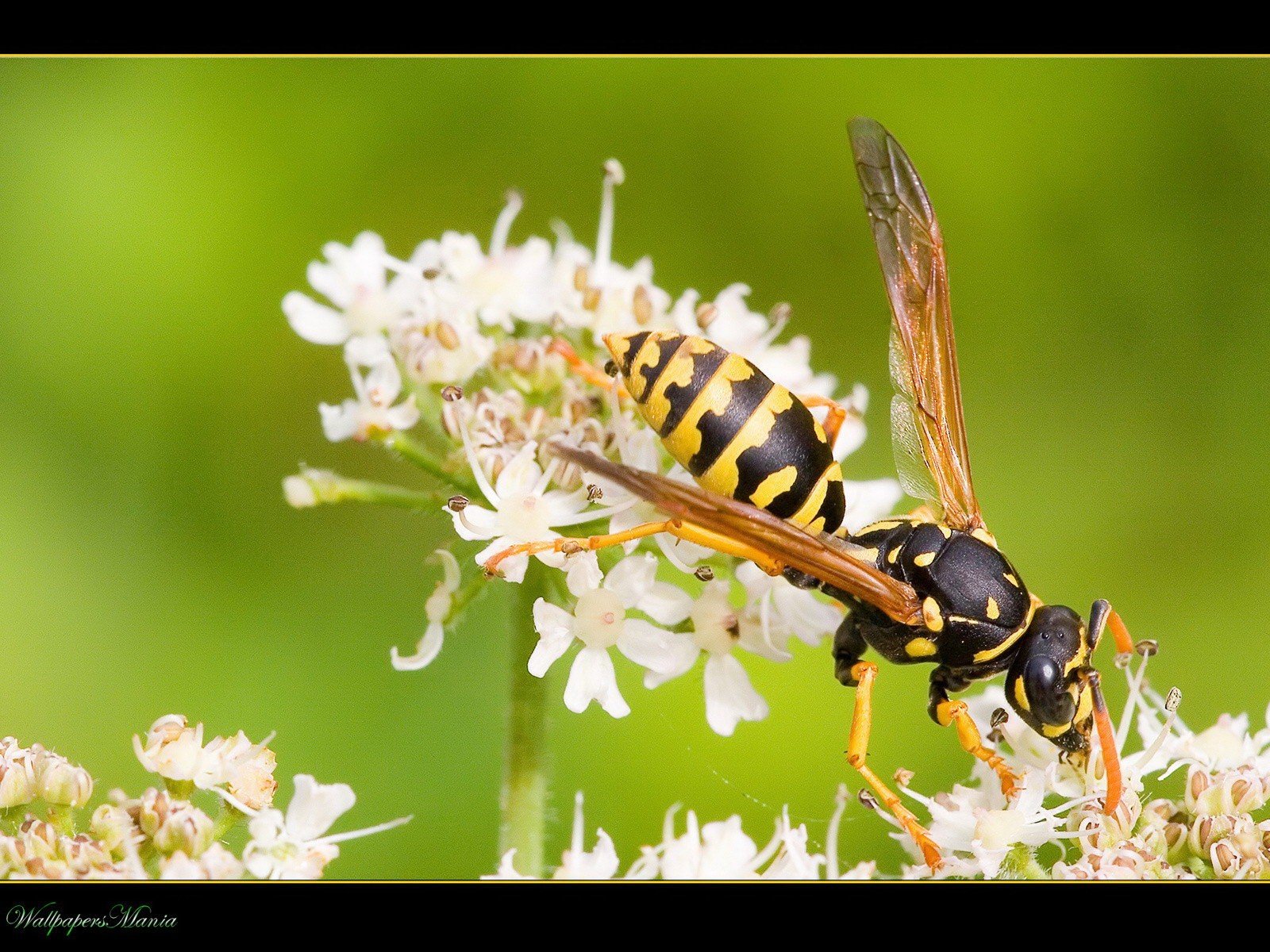 природа животные насекомые оса цветы скачать