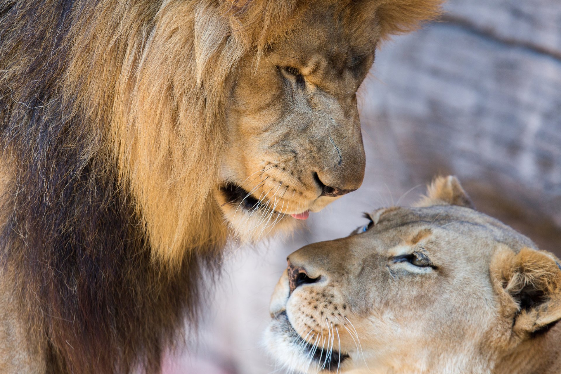 Фото льва и лисицы