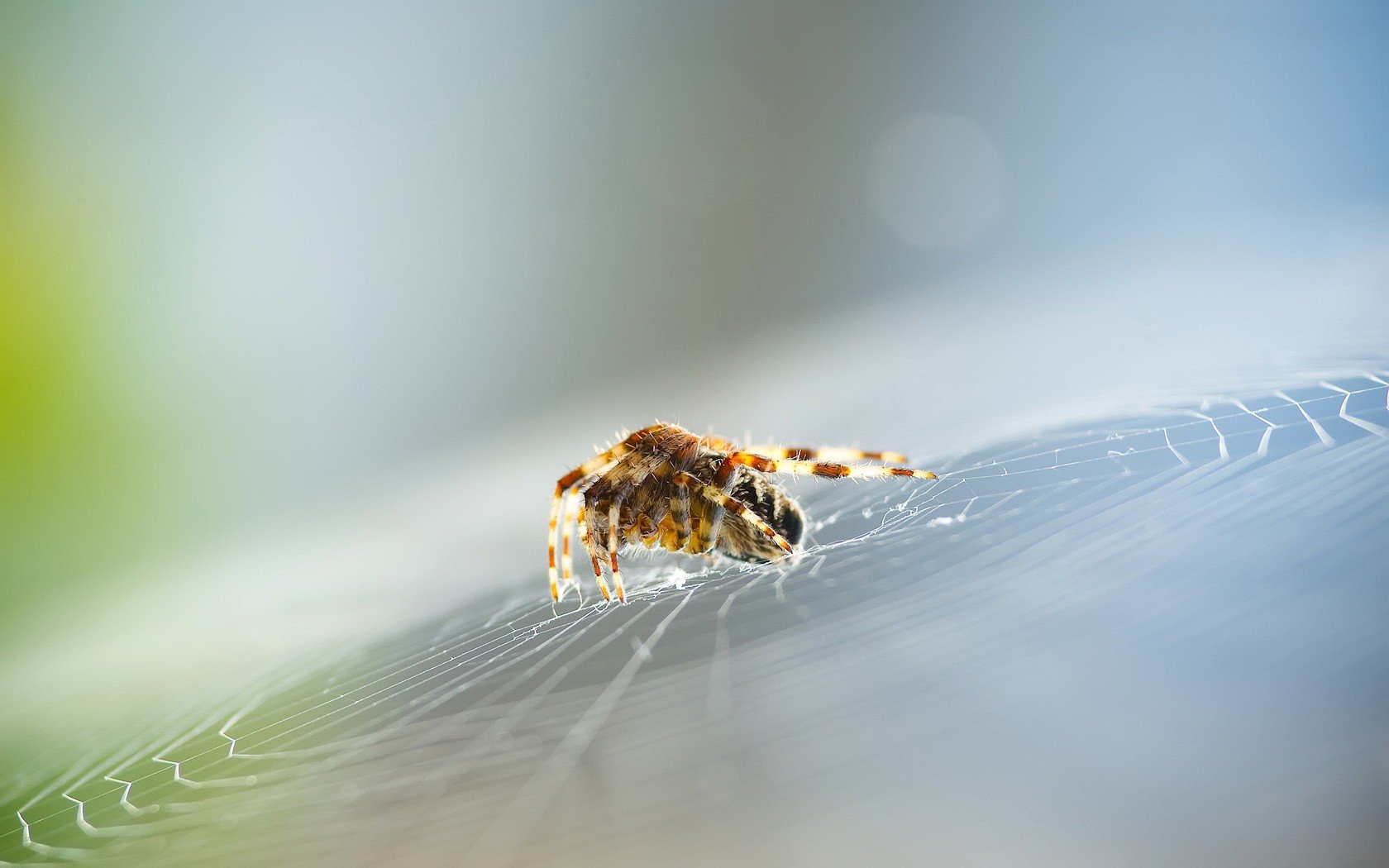 природа животные паук макро без смс