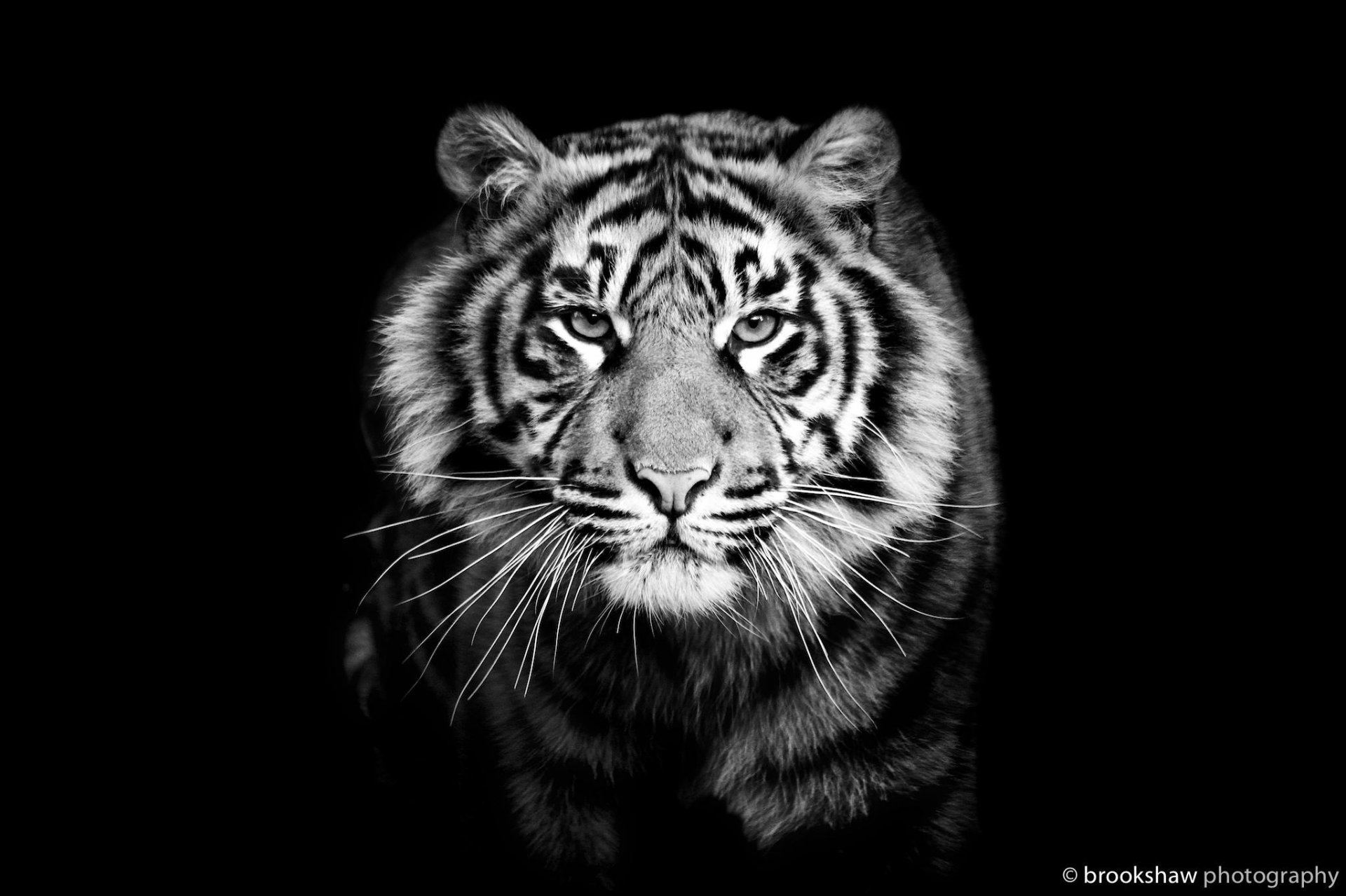Тигры Крупным Планом Фото