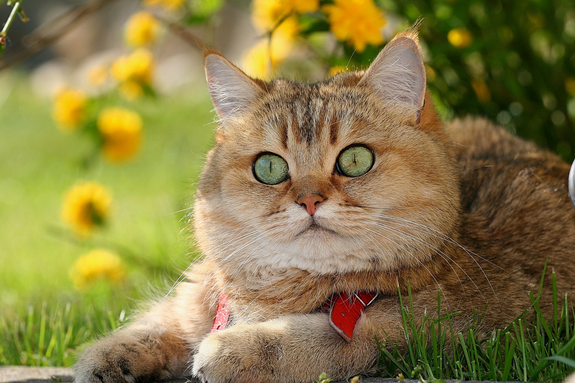 британская короткошёрстная британец кот котофей рыжий морда глазища взгляд