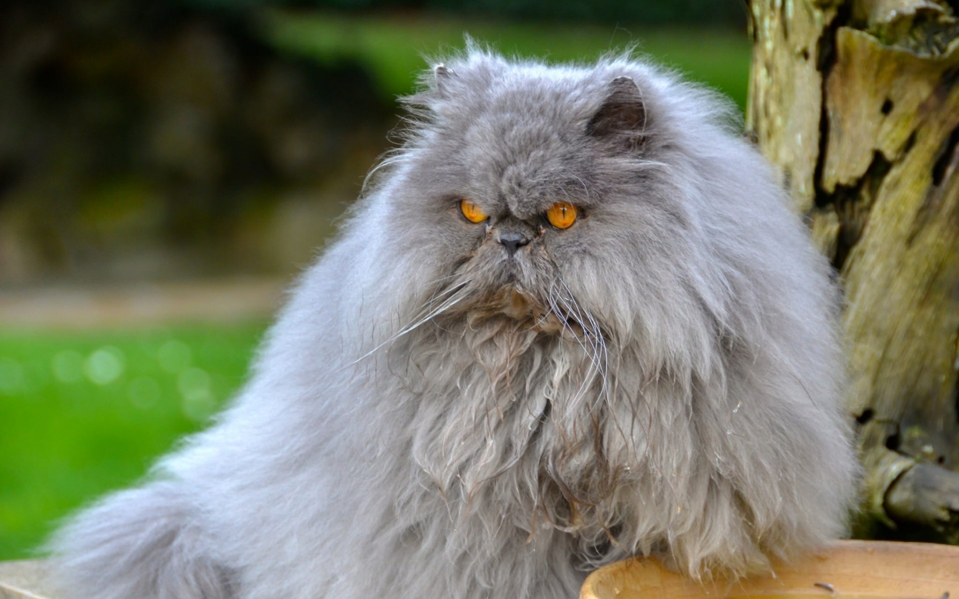 Персидский кот в картинках