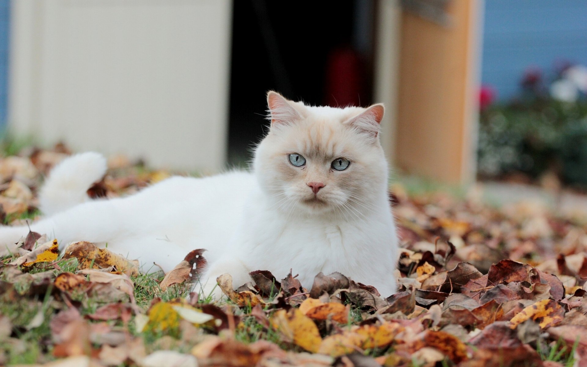 Осенние белые коты