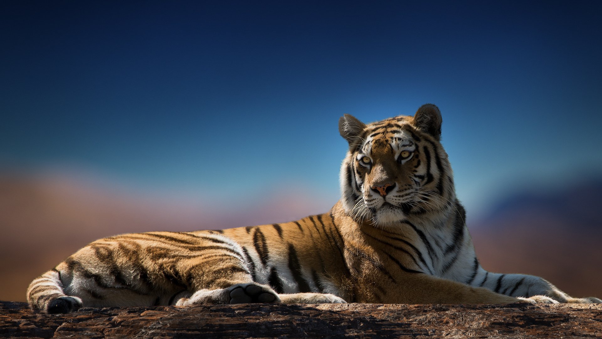 тигр хищник окрас взгляд