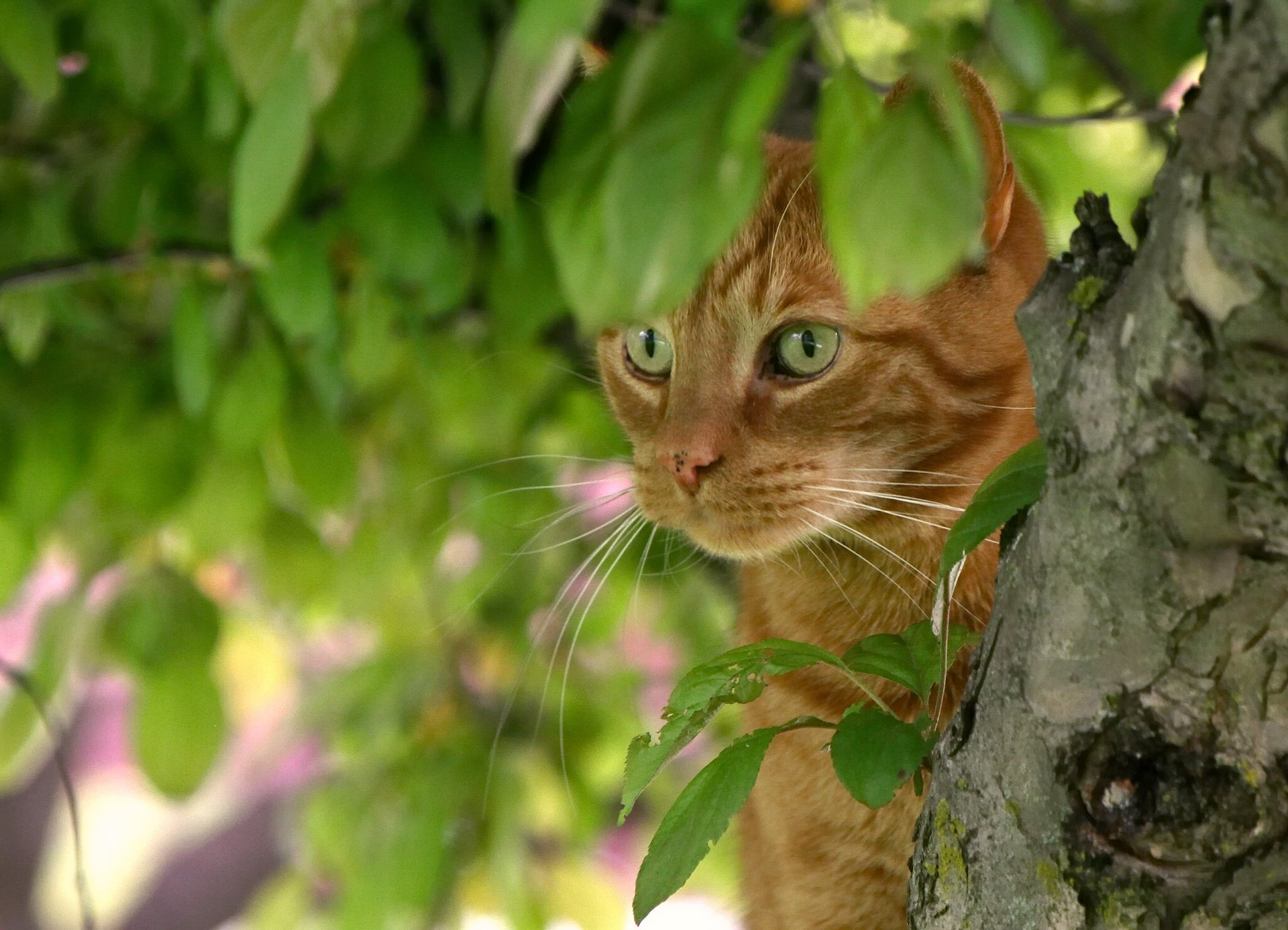 Рыжий котенок на дереве бесплатно