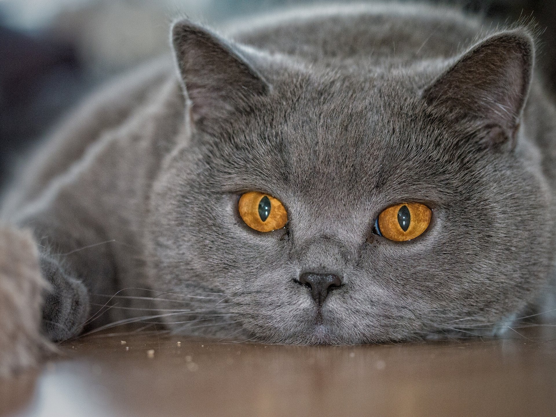 британская короткошёрстная британец кот морда глаза взгляд