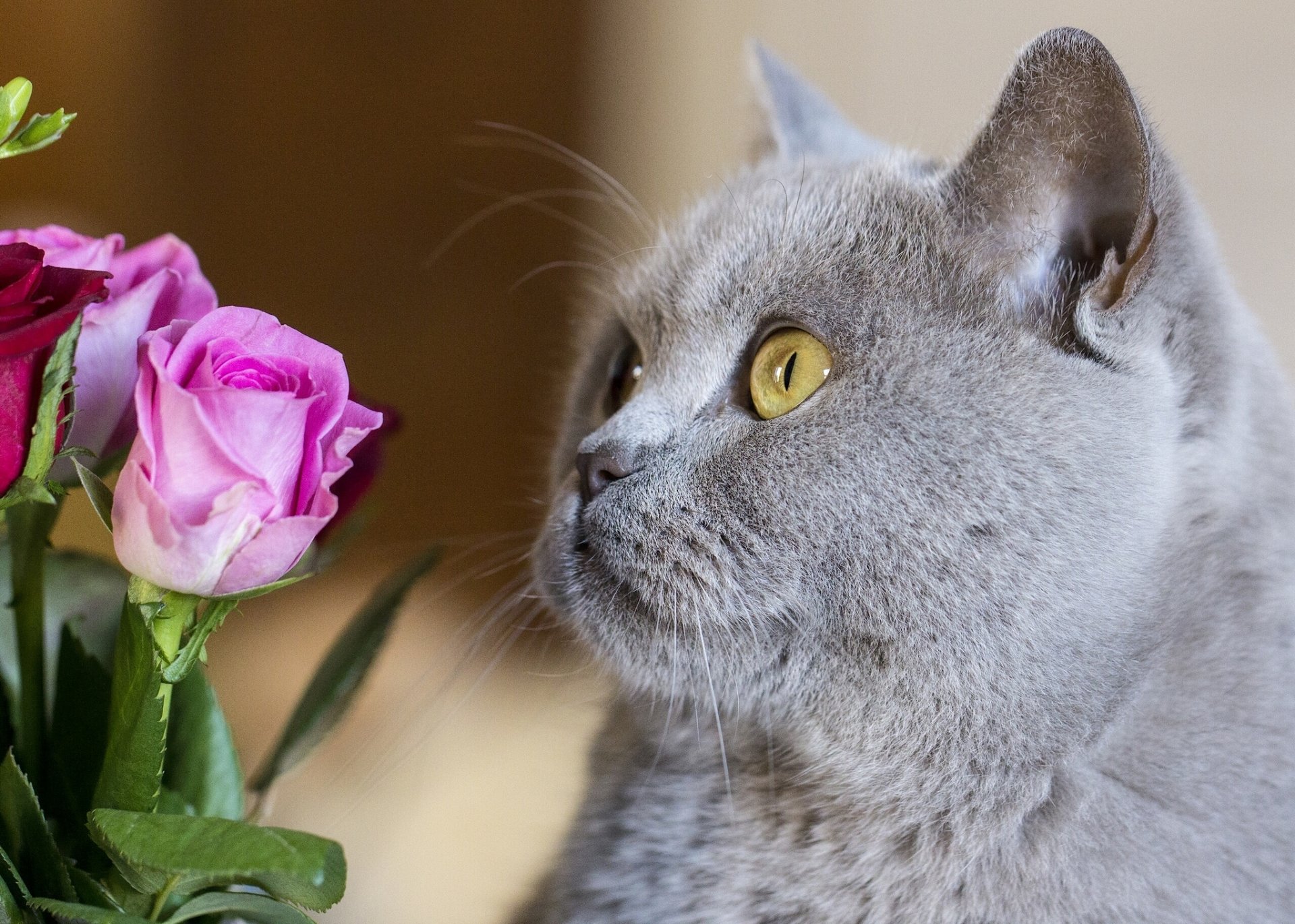 британская короткошёрстная британец кот кошка морда цветы розы