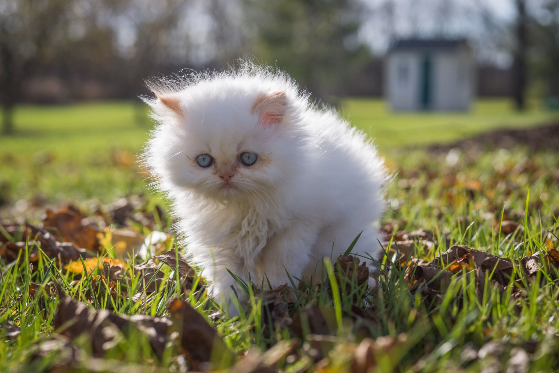 Фотографии котят милых и пушистых и маленьких