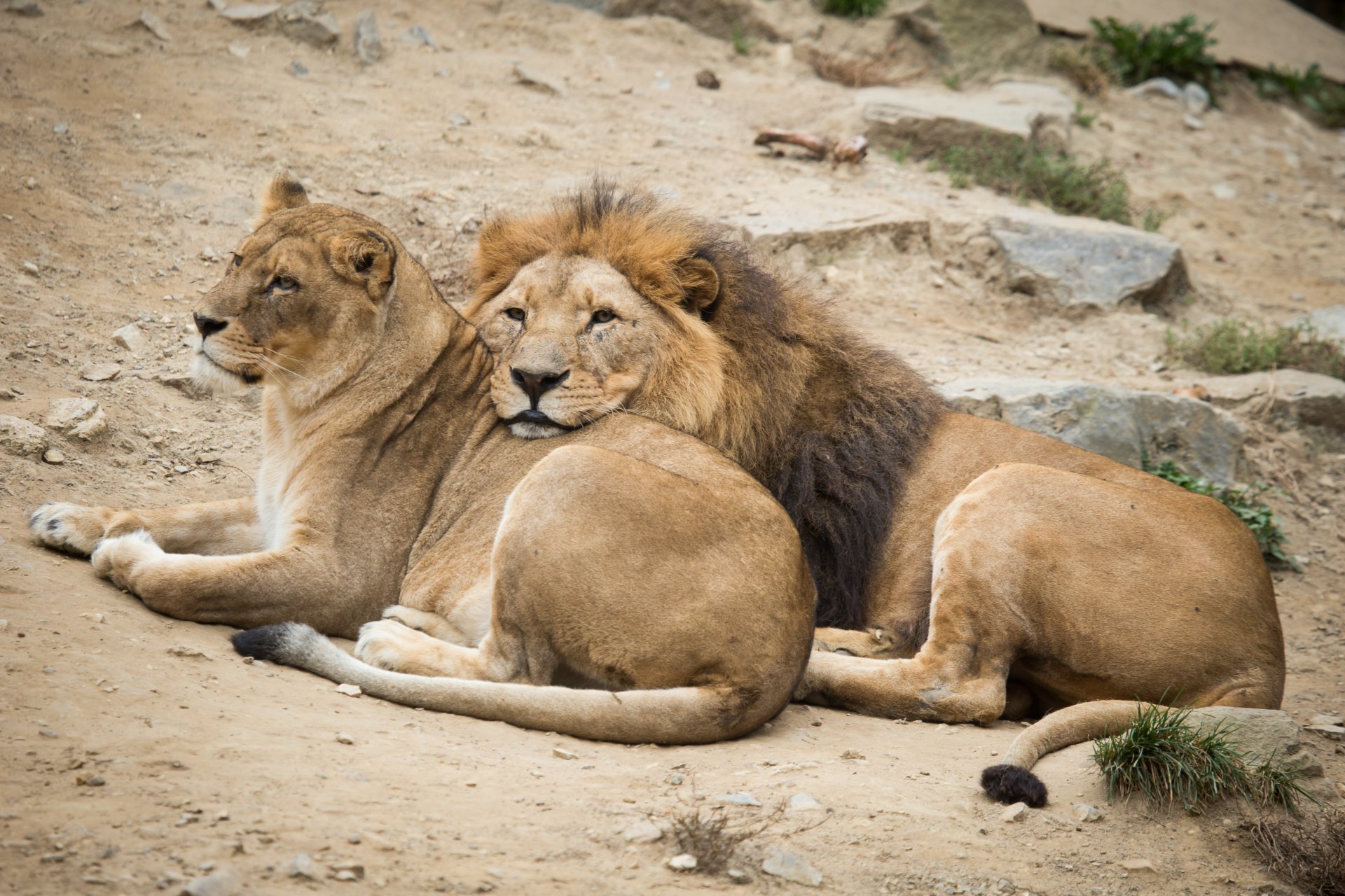 Сон lions - картинки в разделе Кошки.