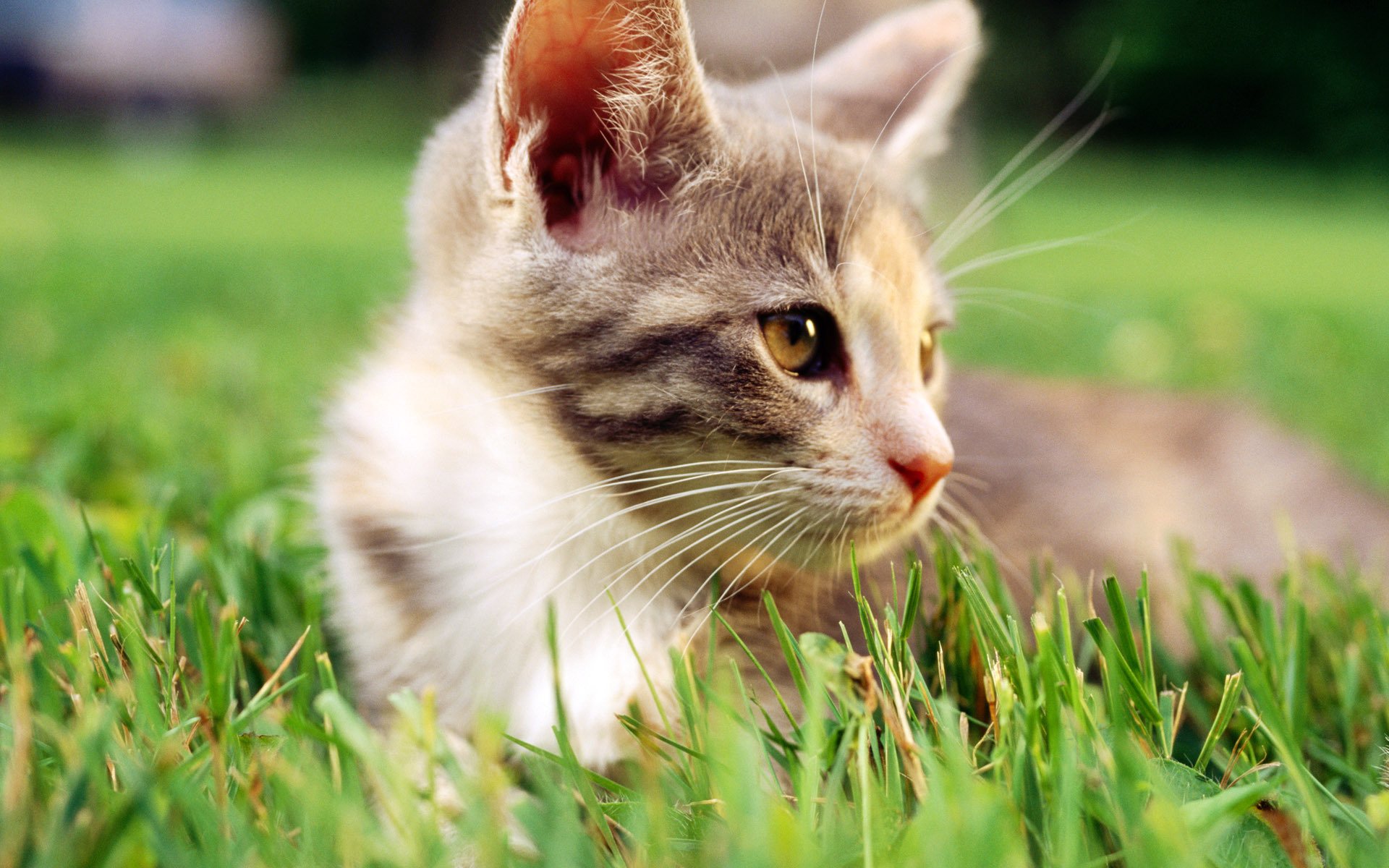 Кот в траве взгляд вверх бесплатно