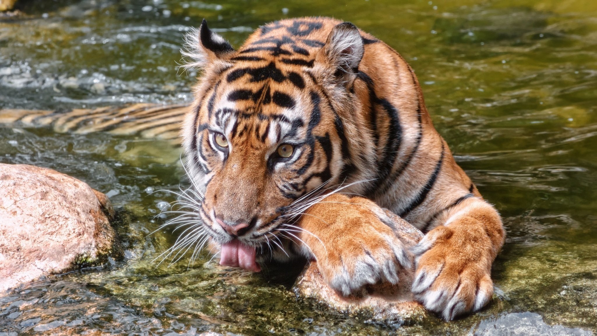 тигр дикая кошка морда лапы язык вода купание