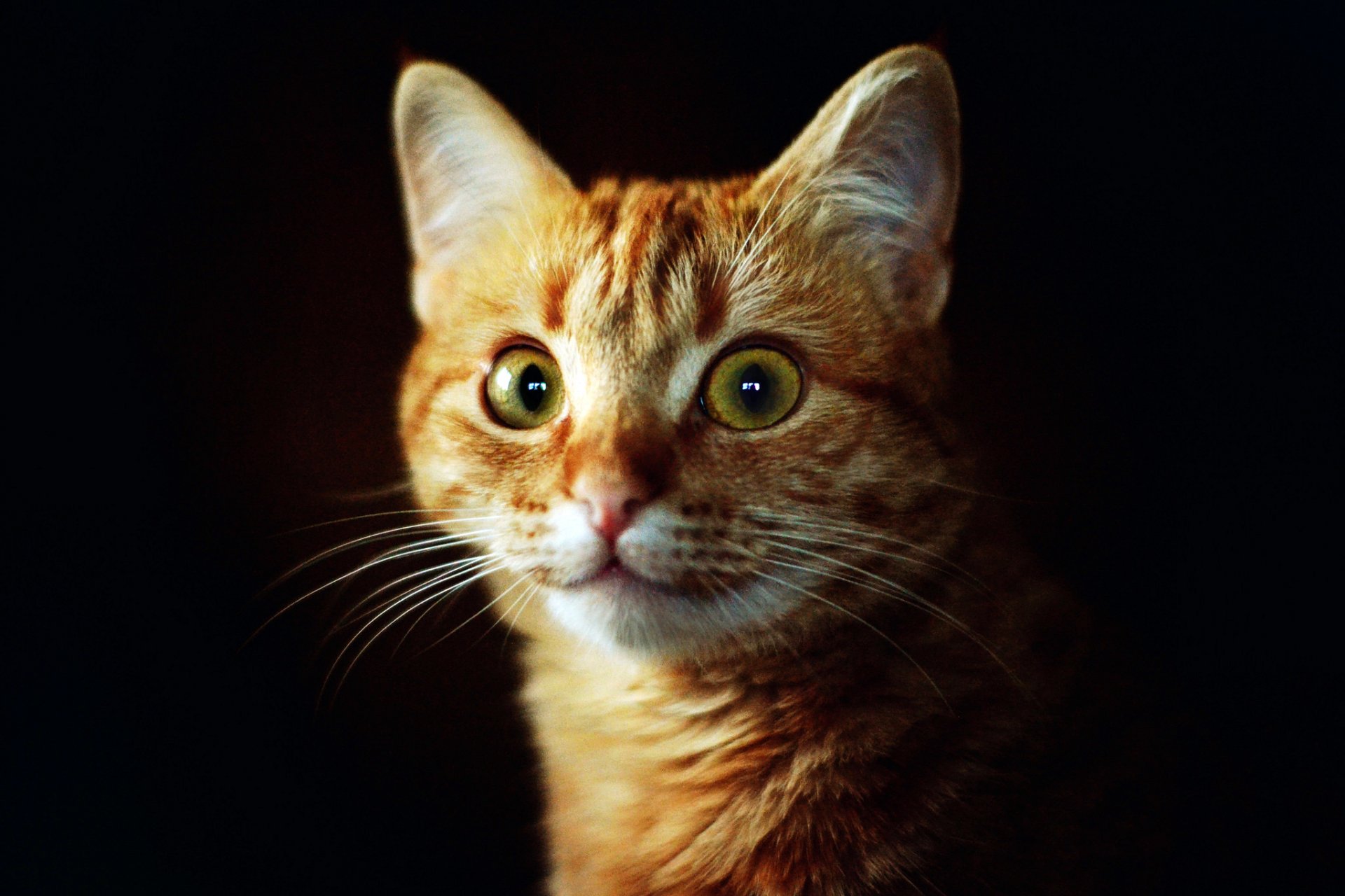 беленький кот с рыженькой мордочкой скачать