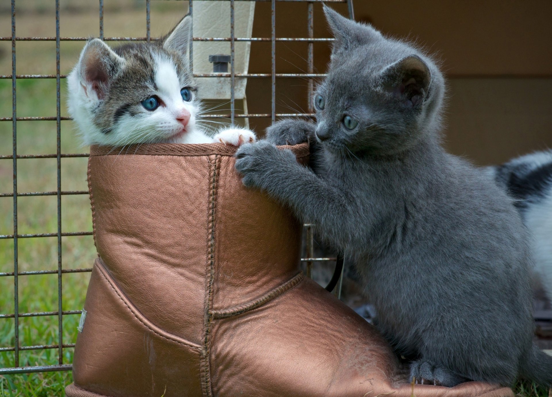Самые смешные котики в мире до слез фото