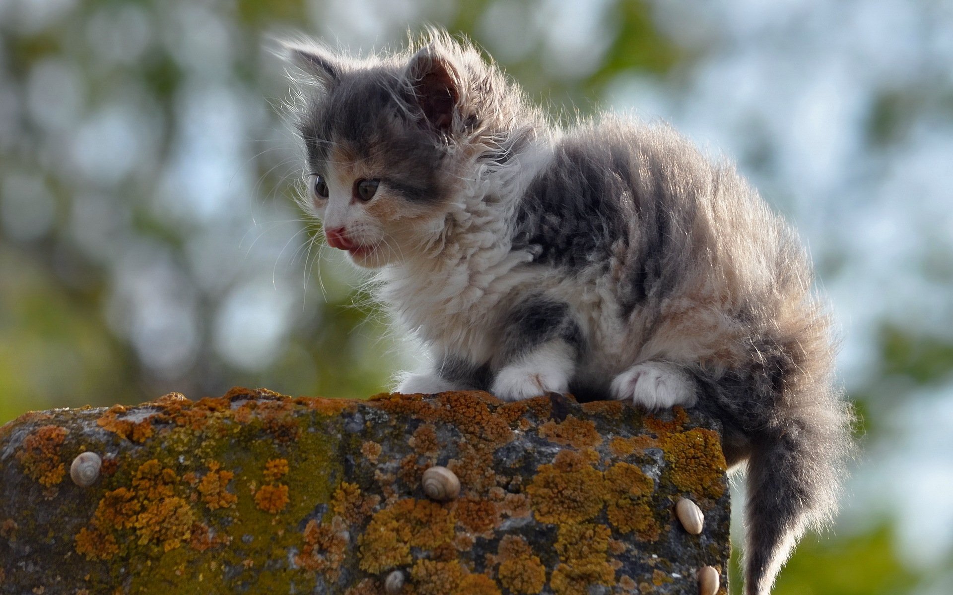 Днем, яндекс картинки с кошками природа