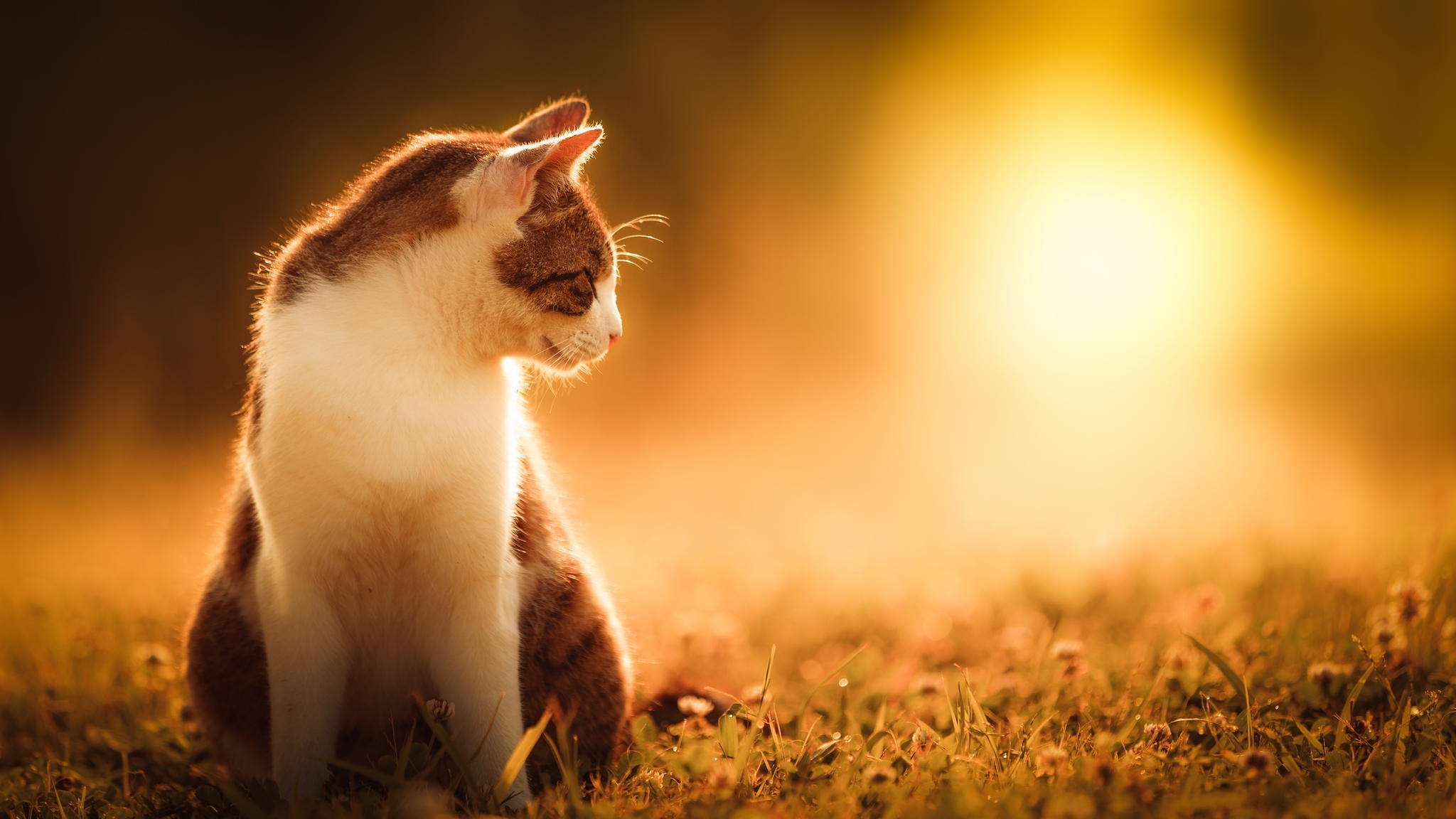 кошка гравий солнце скачать
