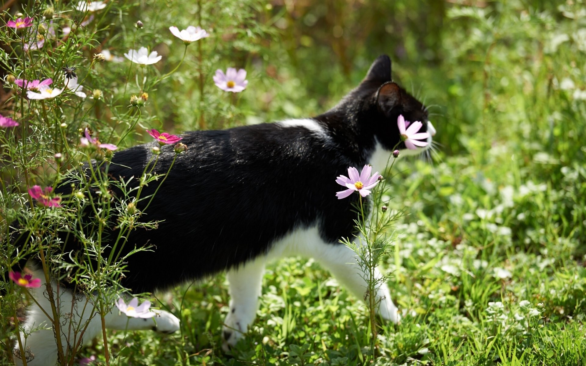 черная кошка цветы трава бесплатно