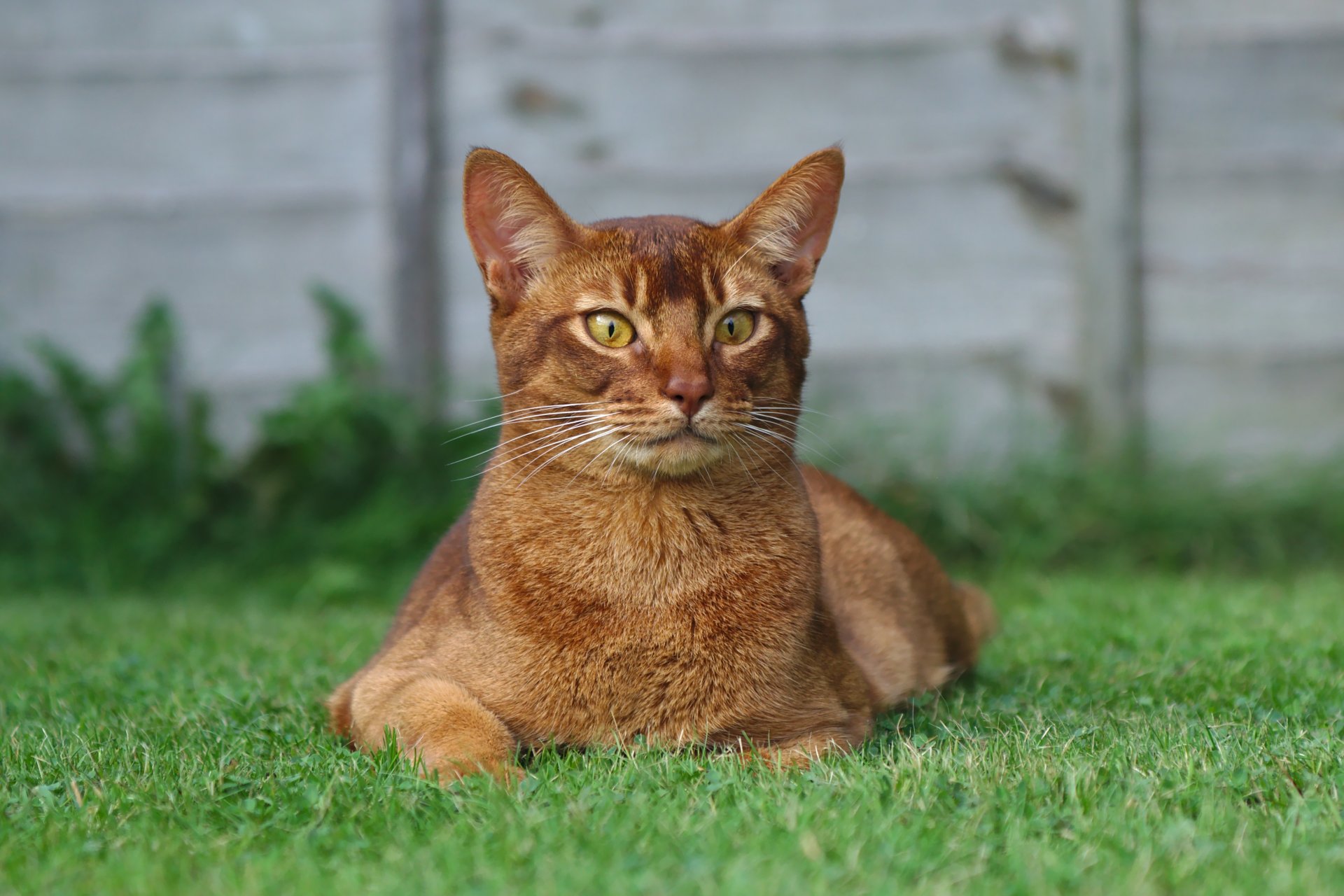 кот рыжий взгляд лежит трава