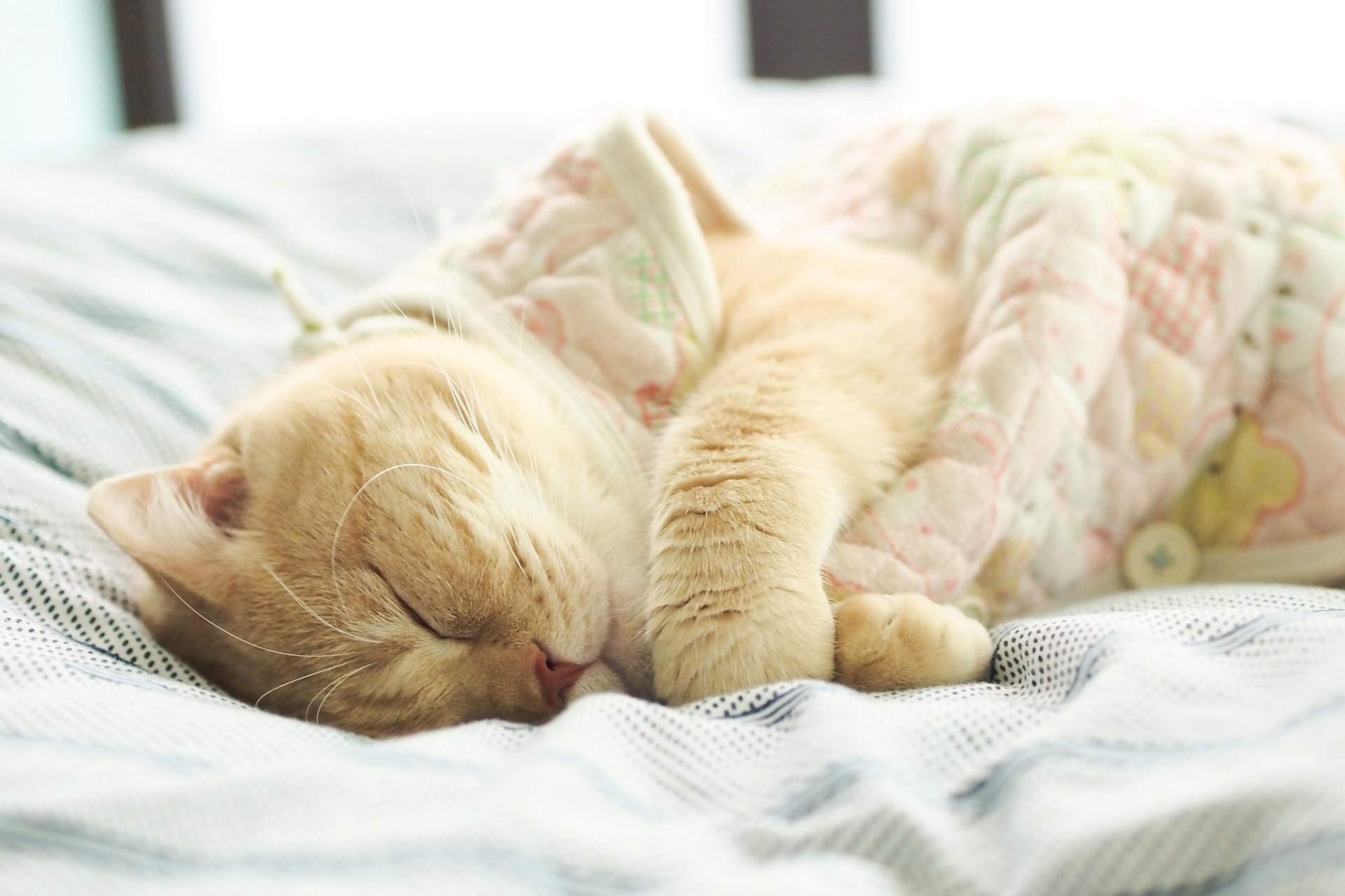 Картинки коты доброе утро