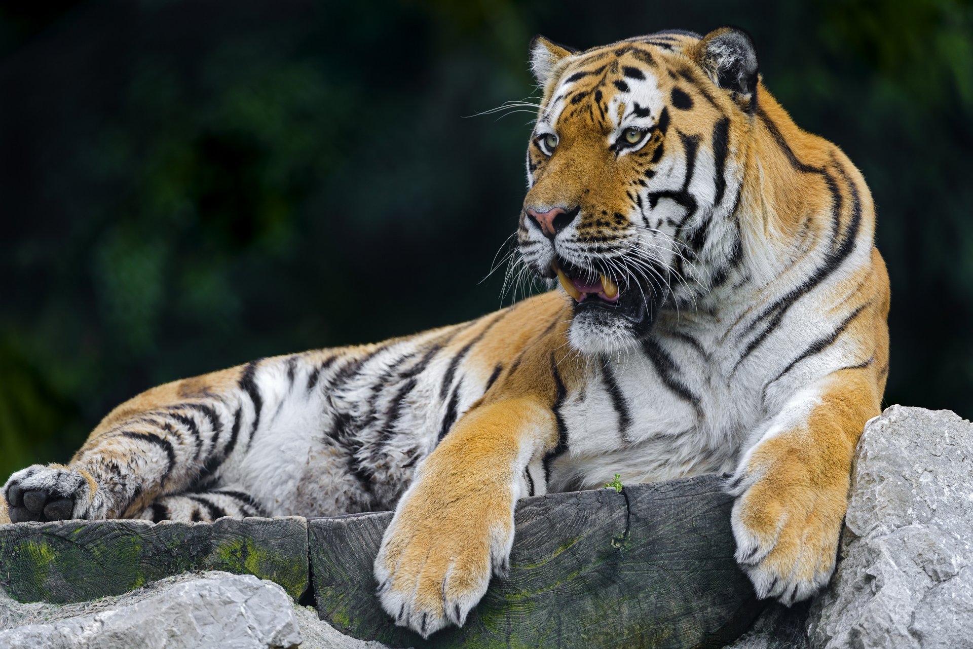 тигр хищник отдых