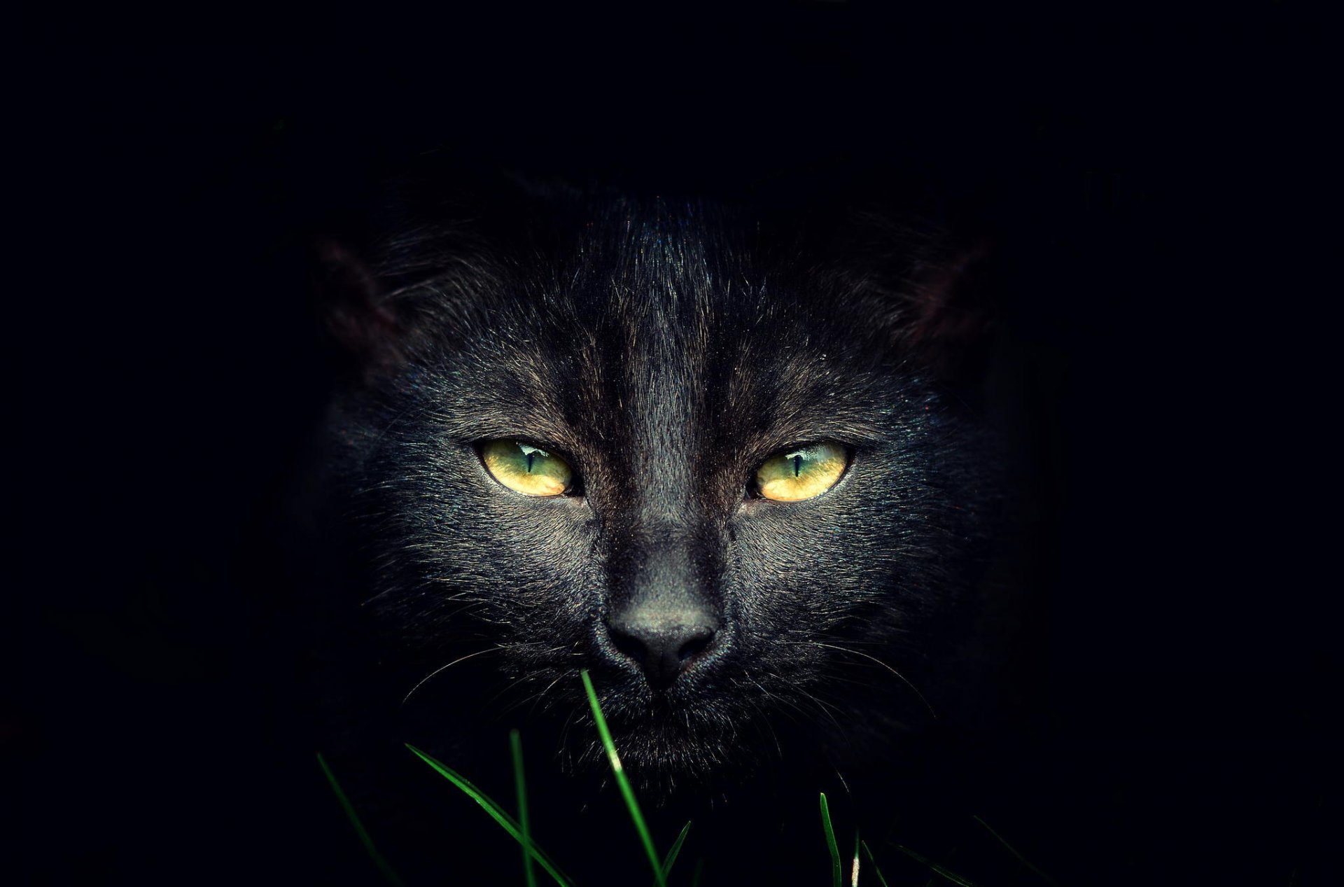 black-purrfect-night-picture