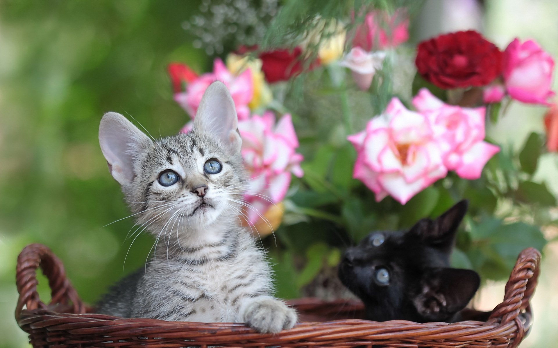 котенок корзина ромашки kitten basket chamomile без смс