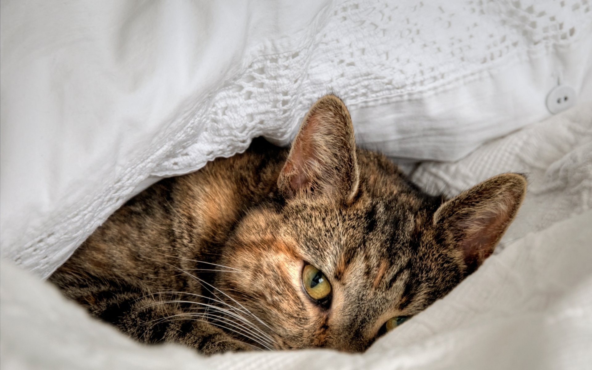котенок одеяло глаза без смс