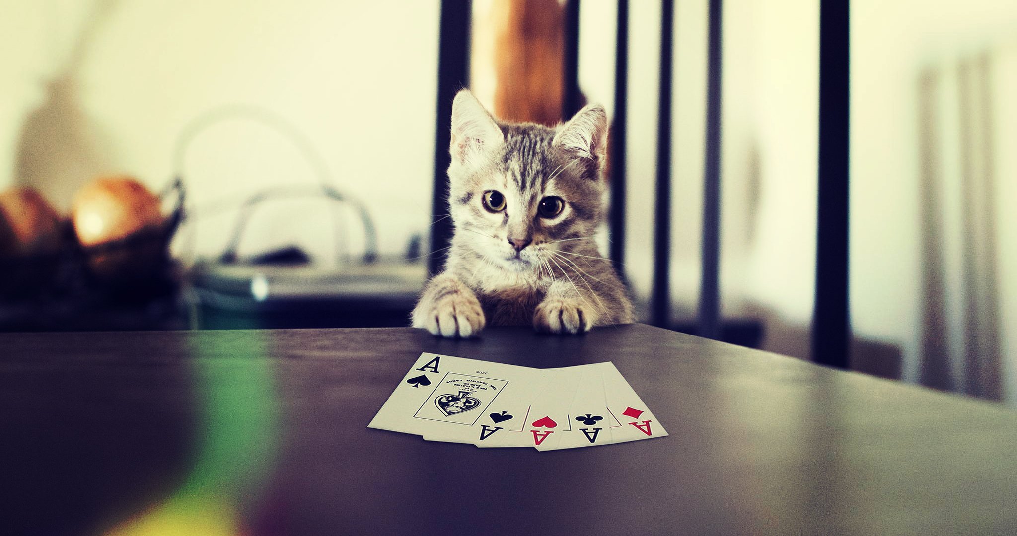 котик кот карты лапы покер
