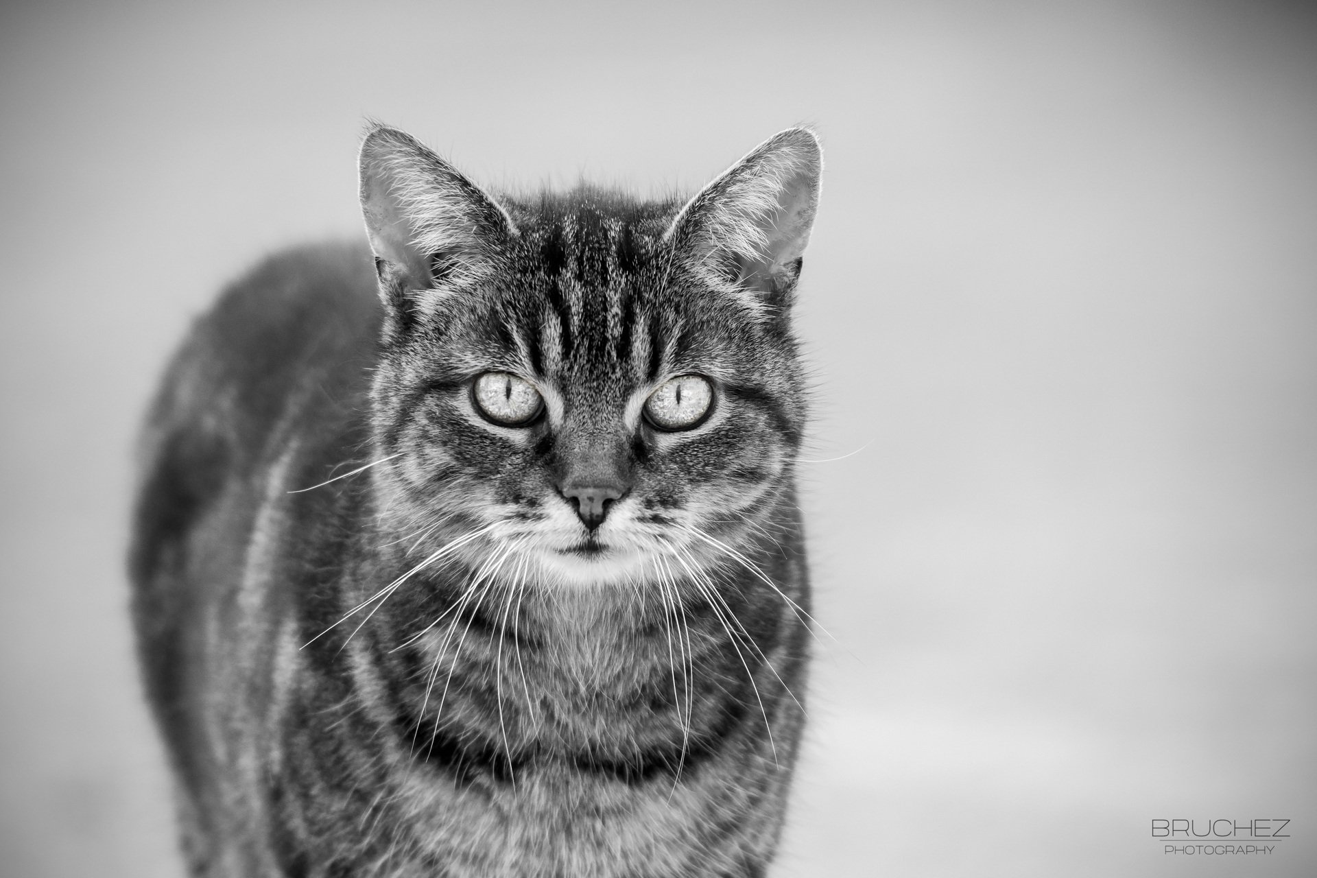 черно-белый кот мордочка усы скачать
