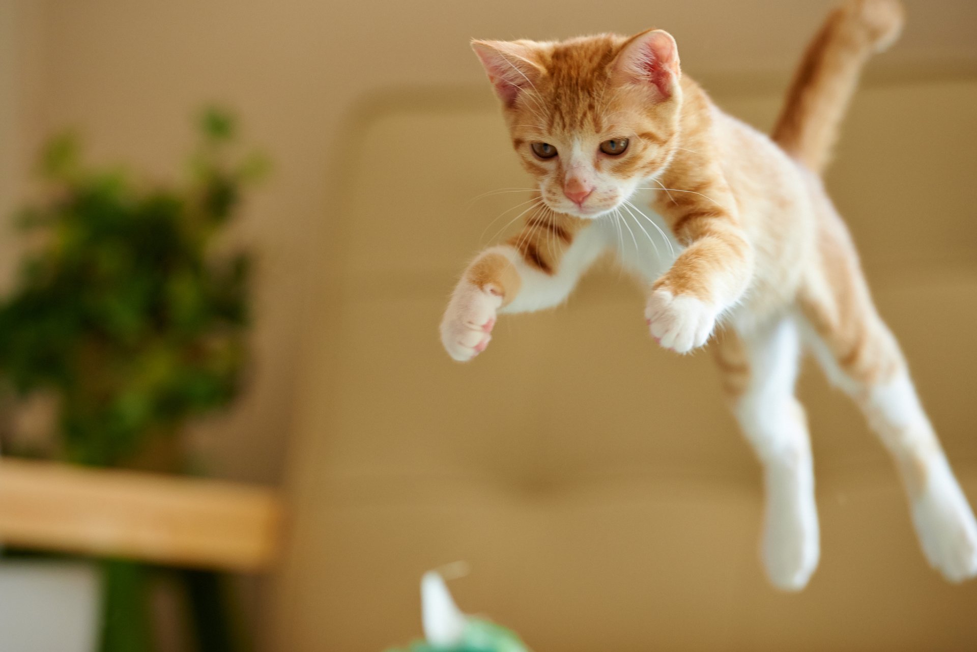 Активный рыжий кот прыгает в комнате | Обои для телефона