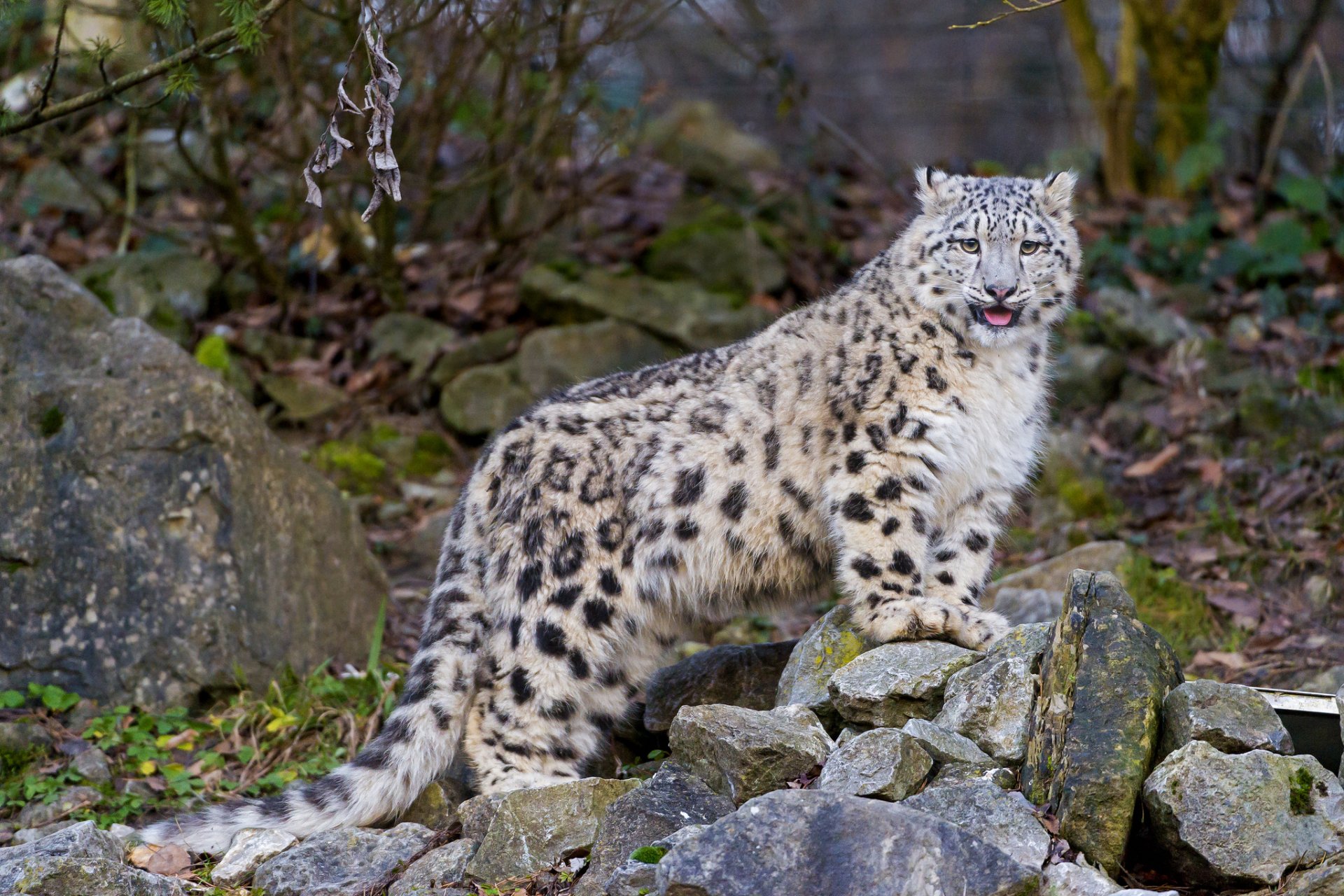 снежный барс ирбис кошка котенок язык камни ©tambako the jaguar HD обои .