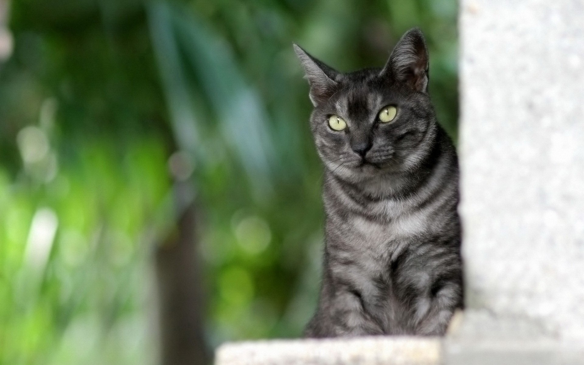 Сердитый серый полосатый кот на зеленом фоне