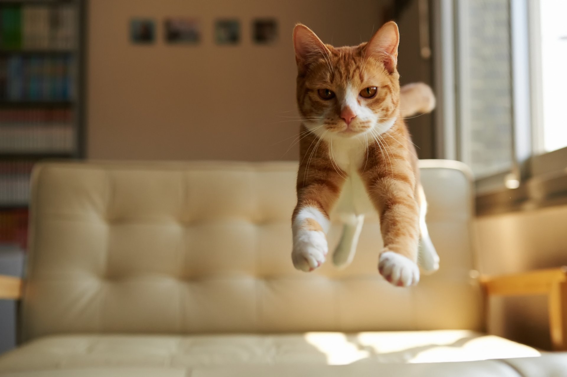 котенок прыжок kitten jump бесплатно